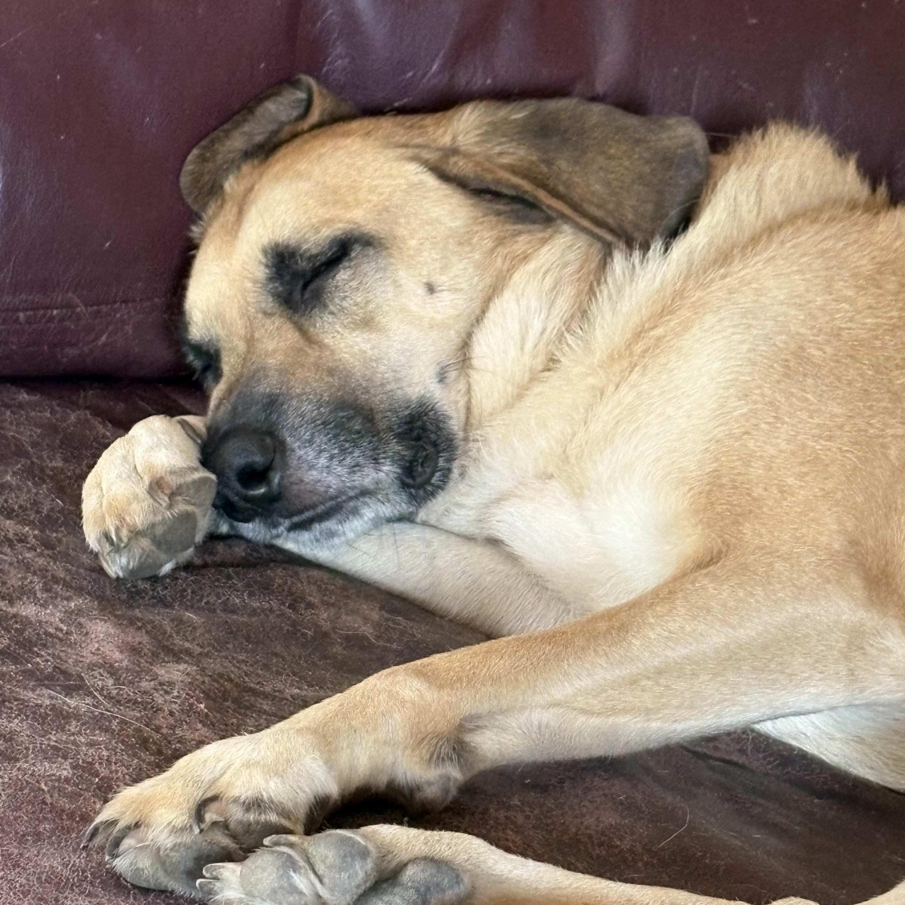 Enlarge Misty, a Adoptable mixed breed in Naperville, IL image 1/4