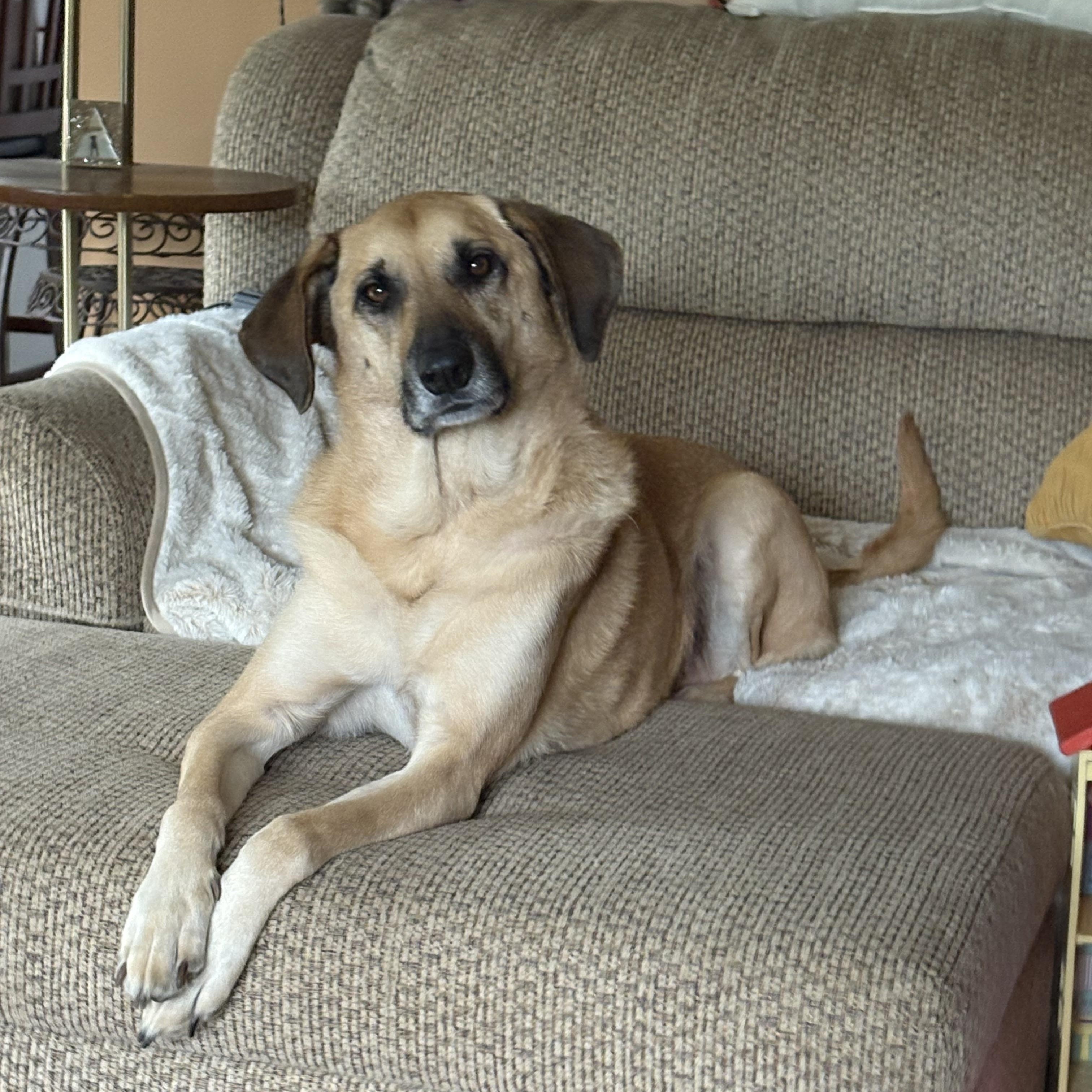 Enlarge Misty, a Adoptable mixed breed in Naperville, IL image 3/4