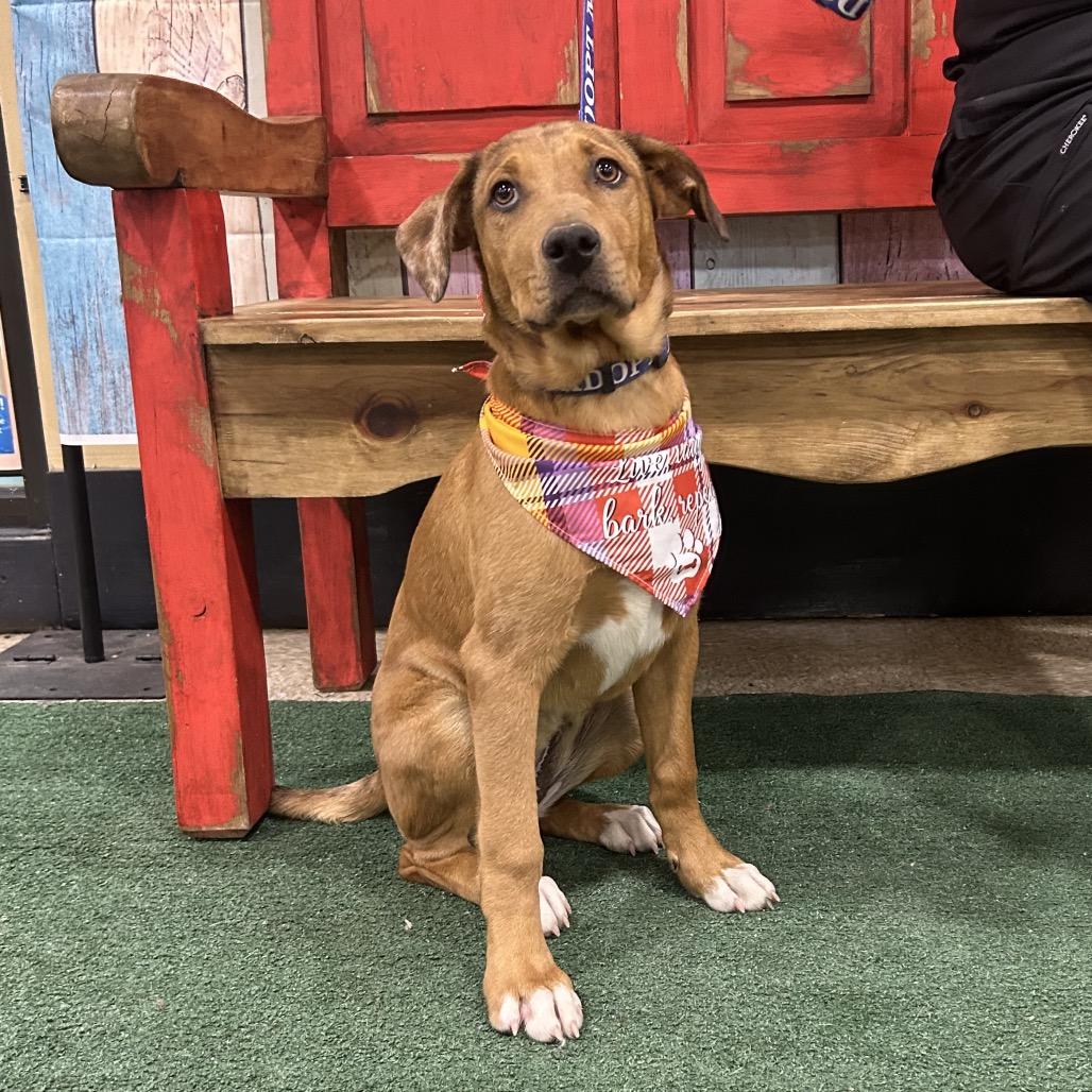 Stumpy, Adoptable, Puppy Female Mixed Breed & Vizsla.