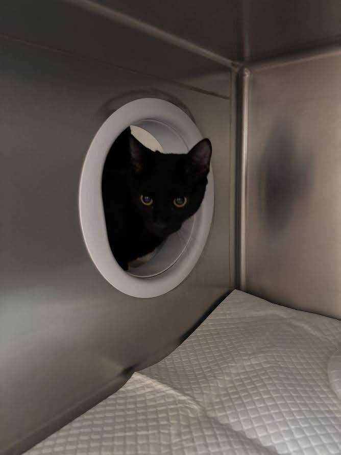 Twig, Adoptable, Adult Male Domestic Short Hair.