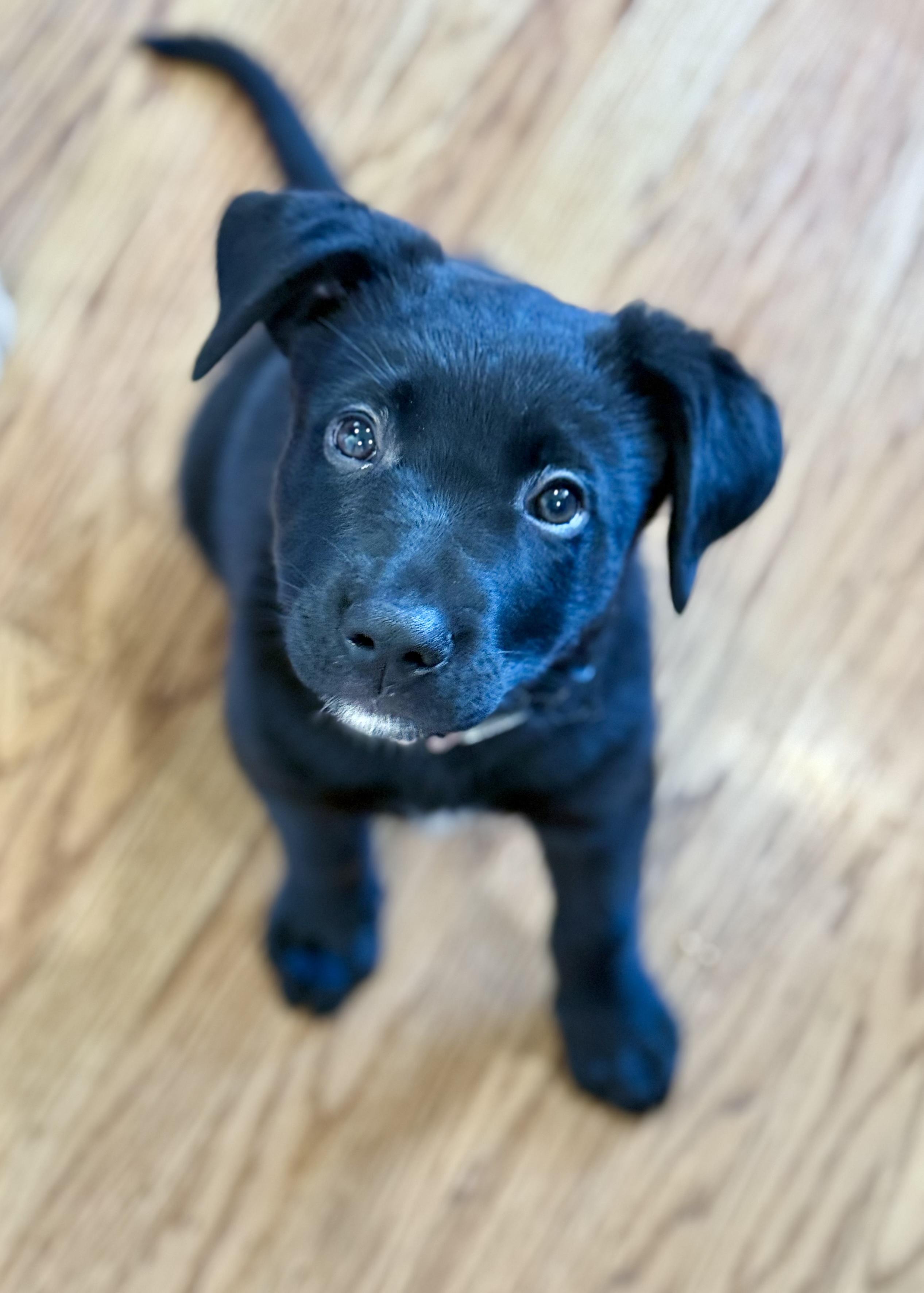 Enlarge Lucinda (Lucy), an adopted mixed breed in Redwood City, CA image 5/6