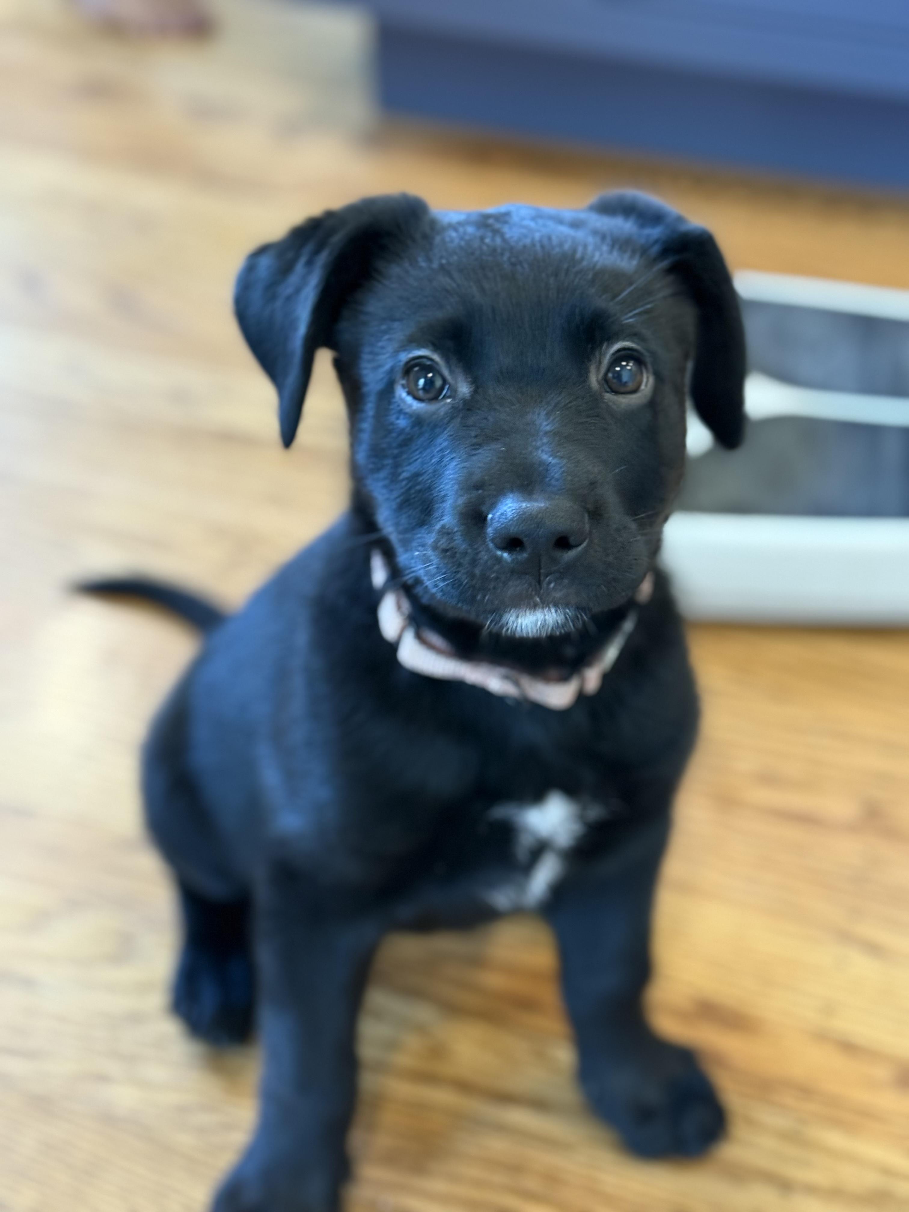 Enlarge Lucinda (Lucy), an adopted mixed breed in Redwood City, CA image 6/6