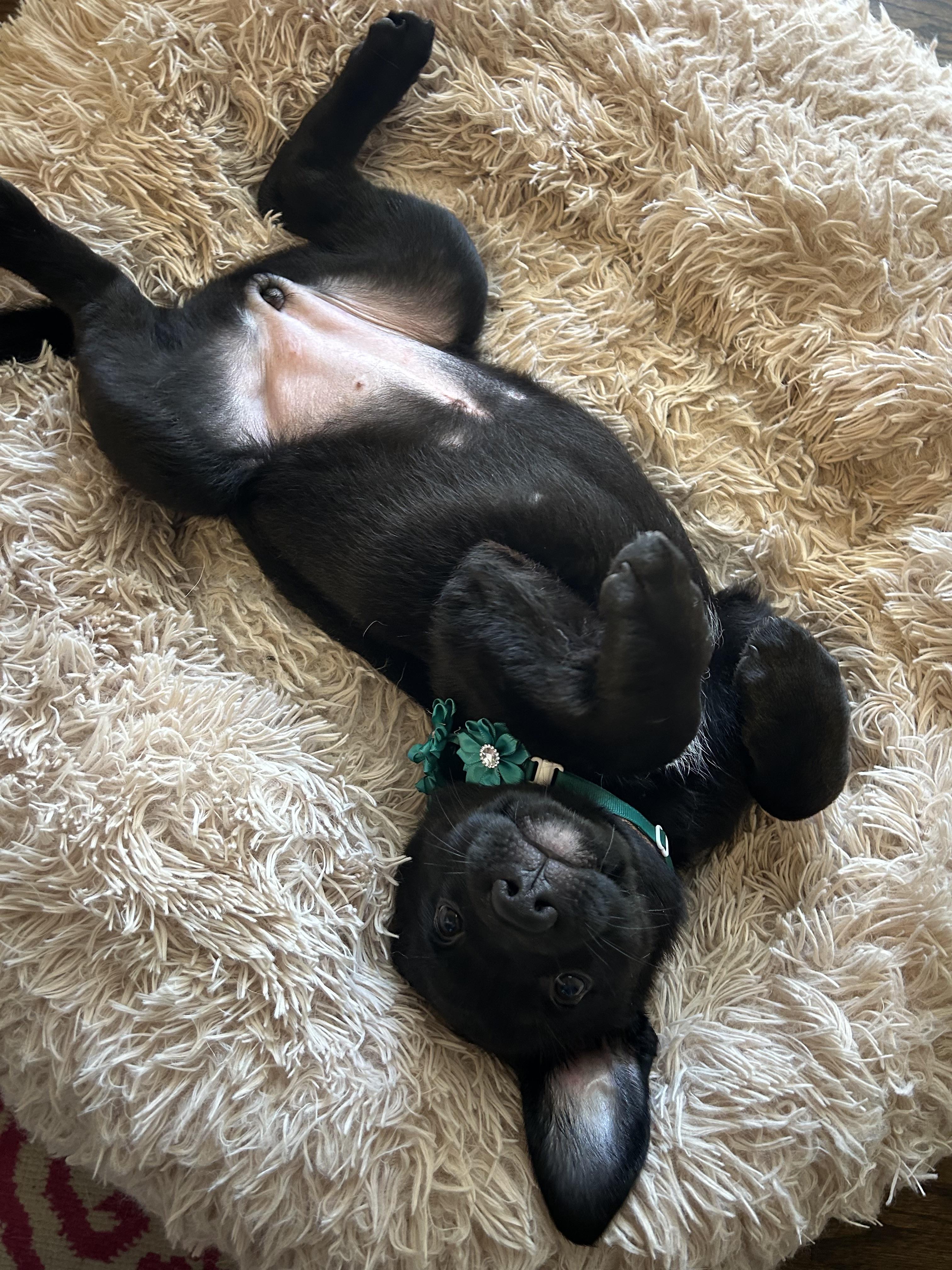 Enlarge Lucinda (Lucy), a ADOPTABLE mixed breed in Redwood City, CA image 4/5