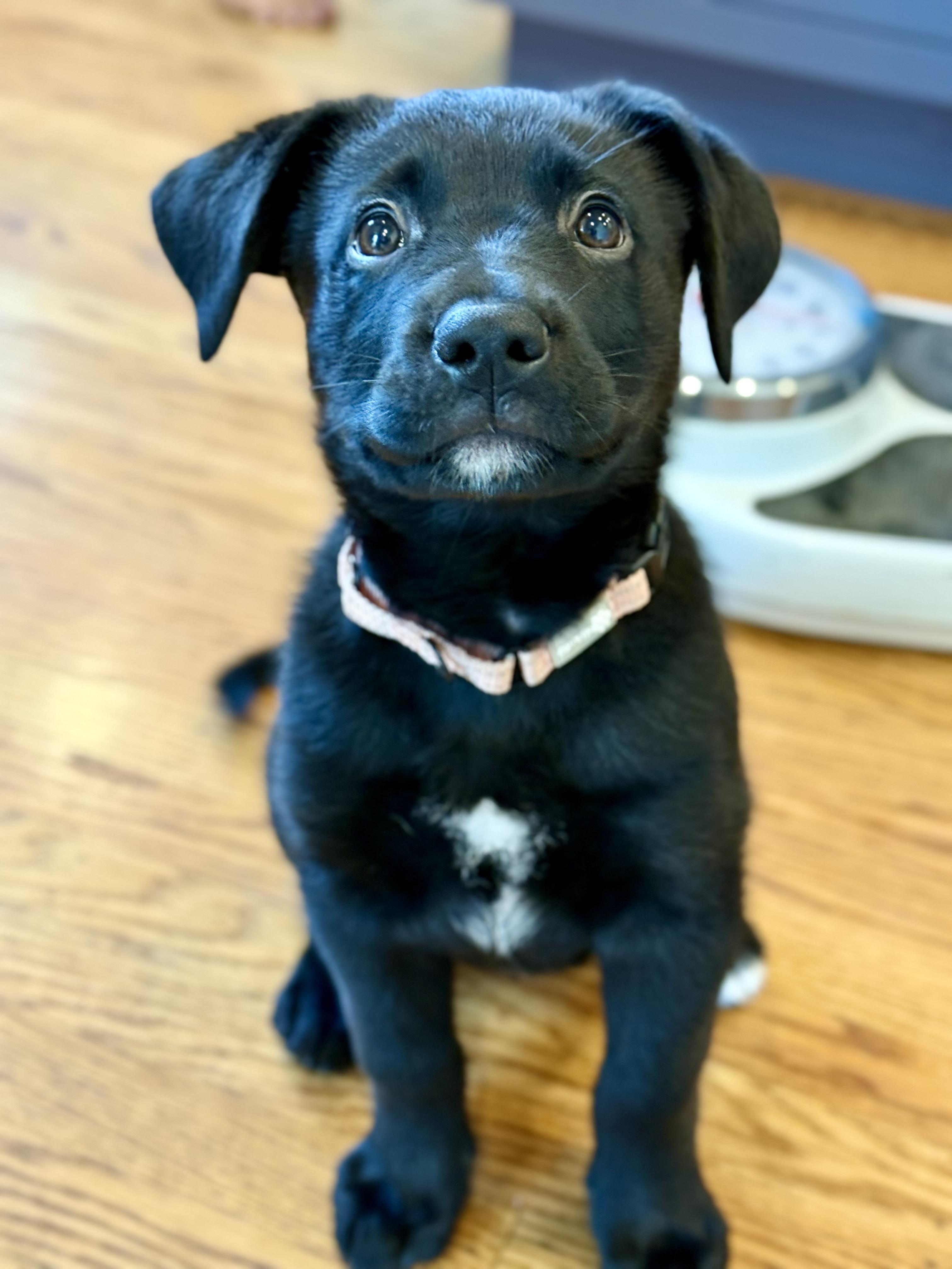 Enlarge Lucinda (Lucy), an adopted mixed breed in Redwood City, CA image 1/6