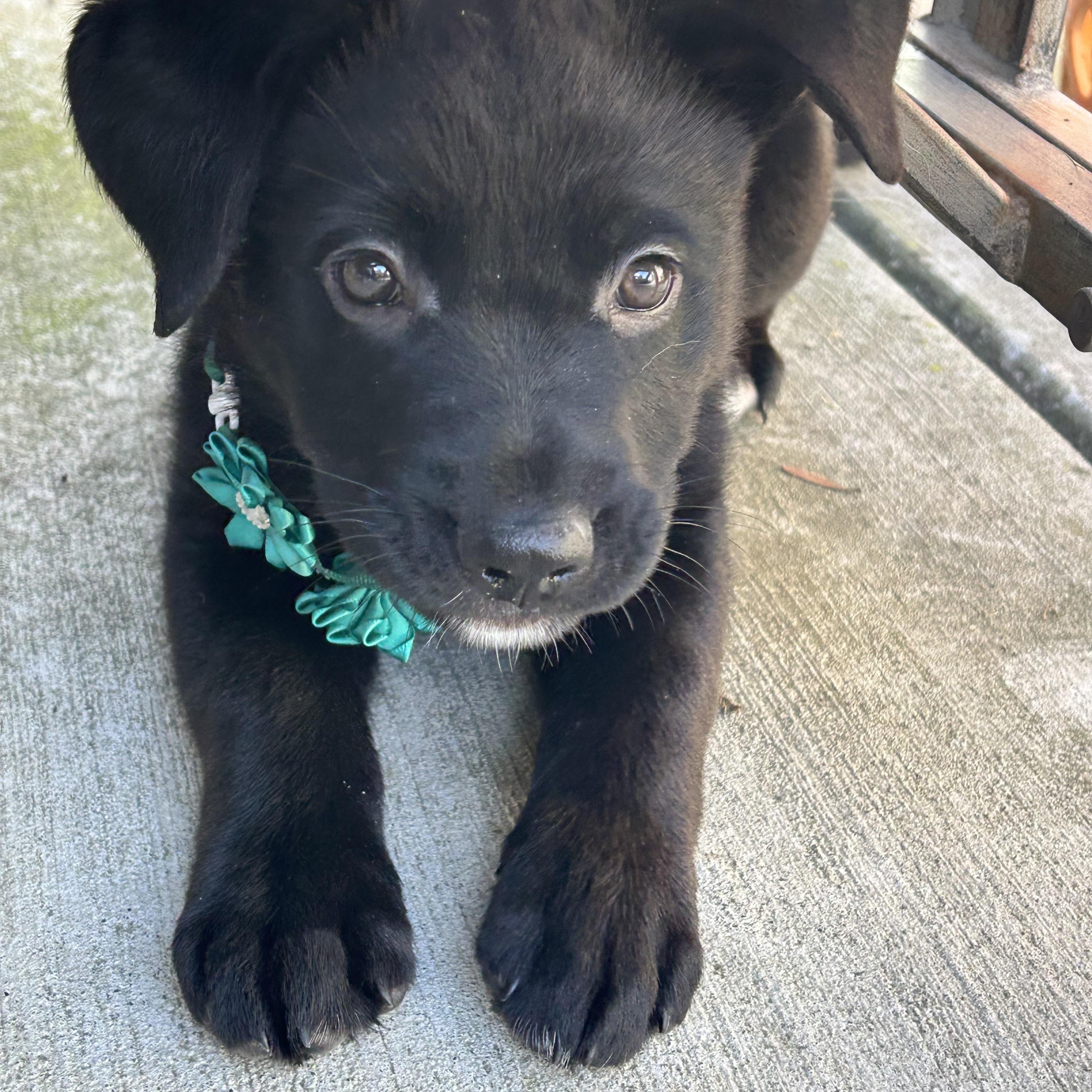 Enlarge Lucinda (Lucy), a ADOPTABLE mixed breed in Redwood City, CA image 5/5
