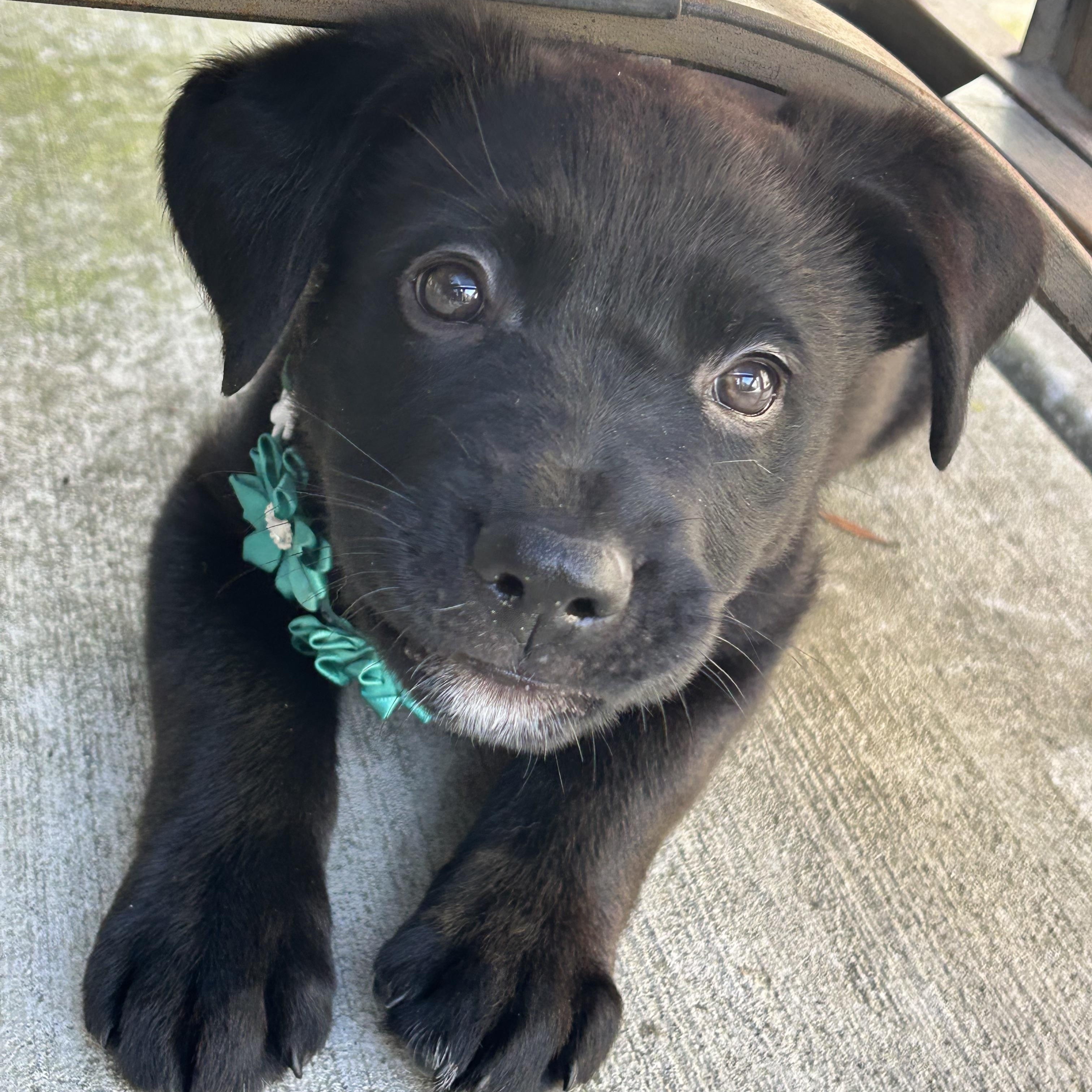 Enlarge Lucinda (Lucy), a ADOPTABLE mixed breed in Redwood City, CA image 1/5