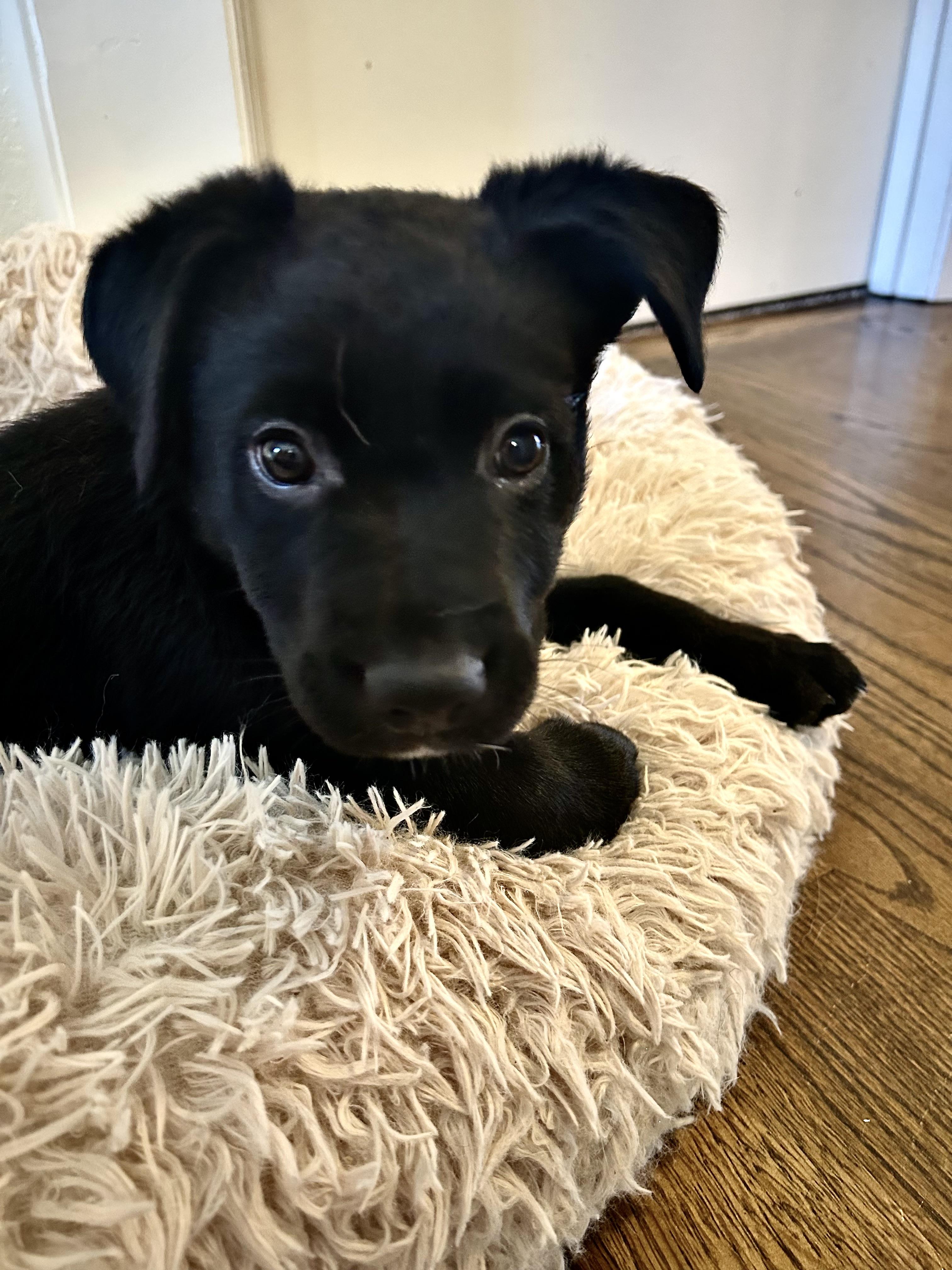 Enlarge Lucinda (Lucy), a ADOPTABLE mixed breed in Redwood City, CA image 2/5