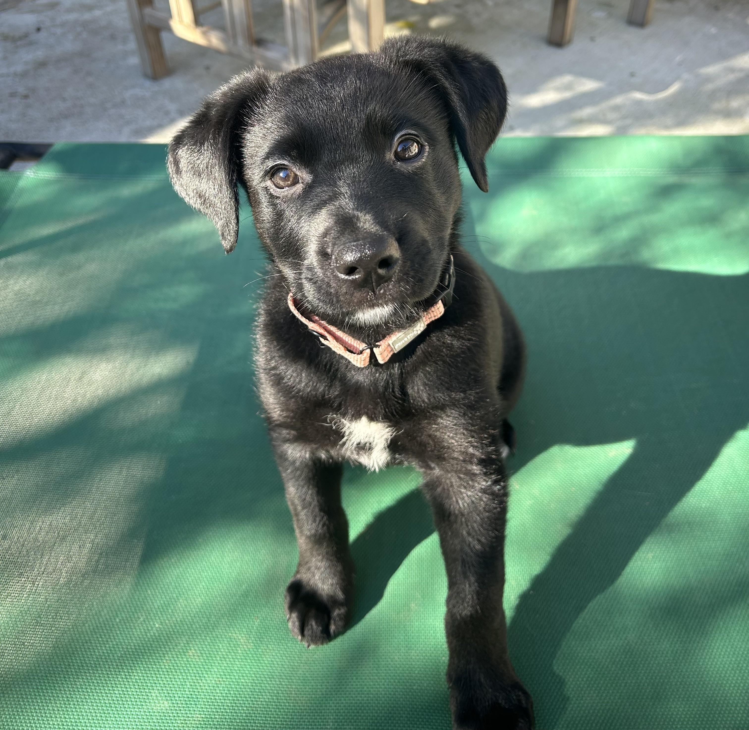 Enlarge Lucinda (Lucy), an adopted mixed breed in Redwood City, CA image 2/6