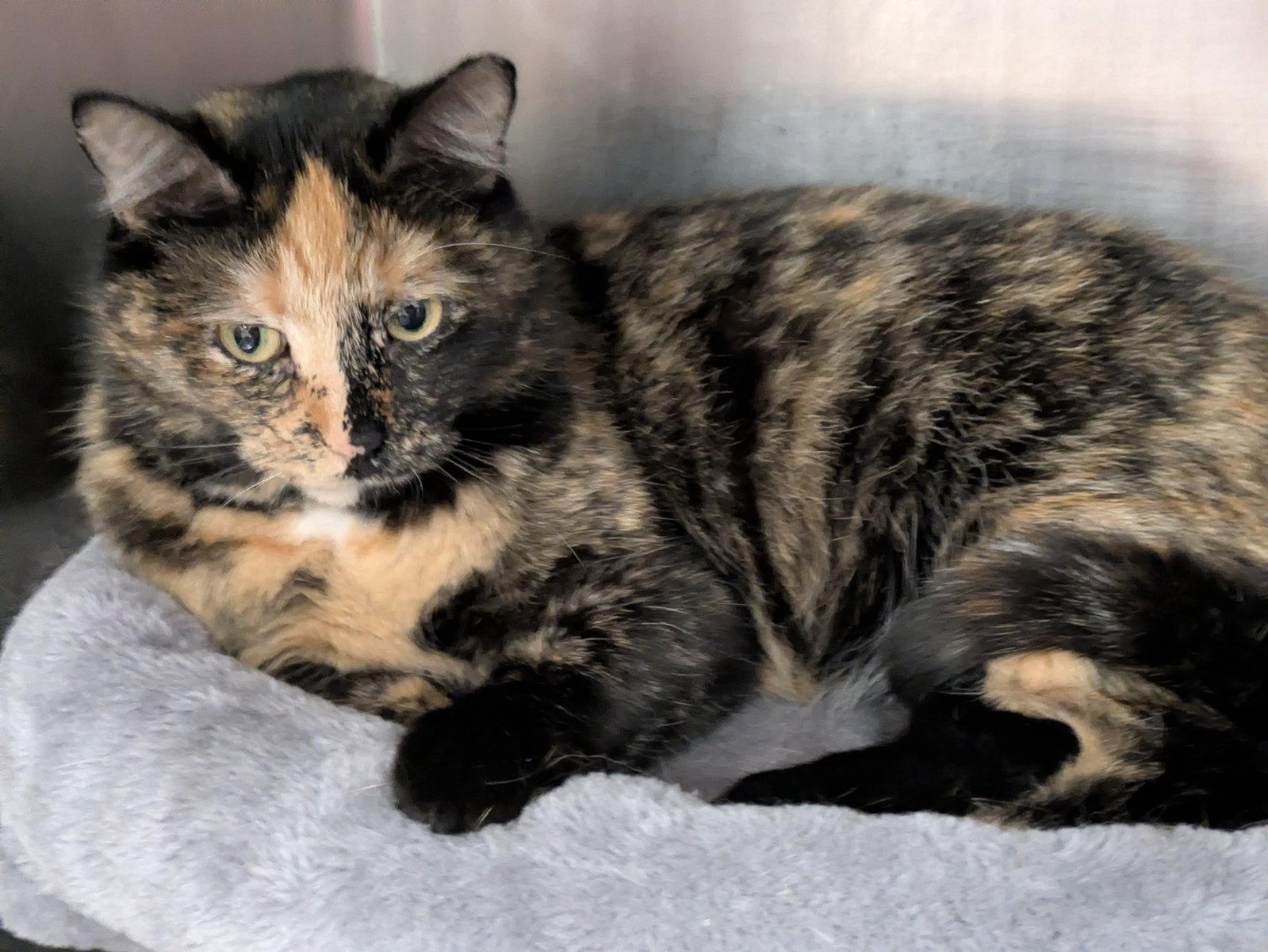 Boggie, Adopted, Adult Female Tortoiseshell & Domestic Short Hair.