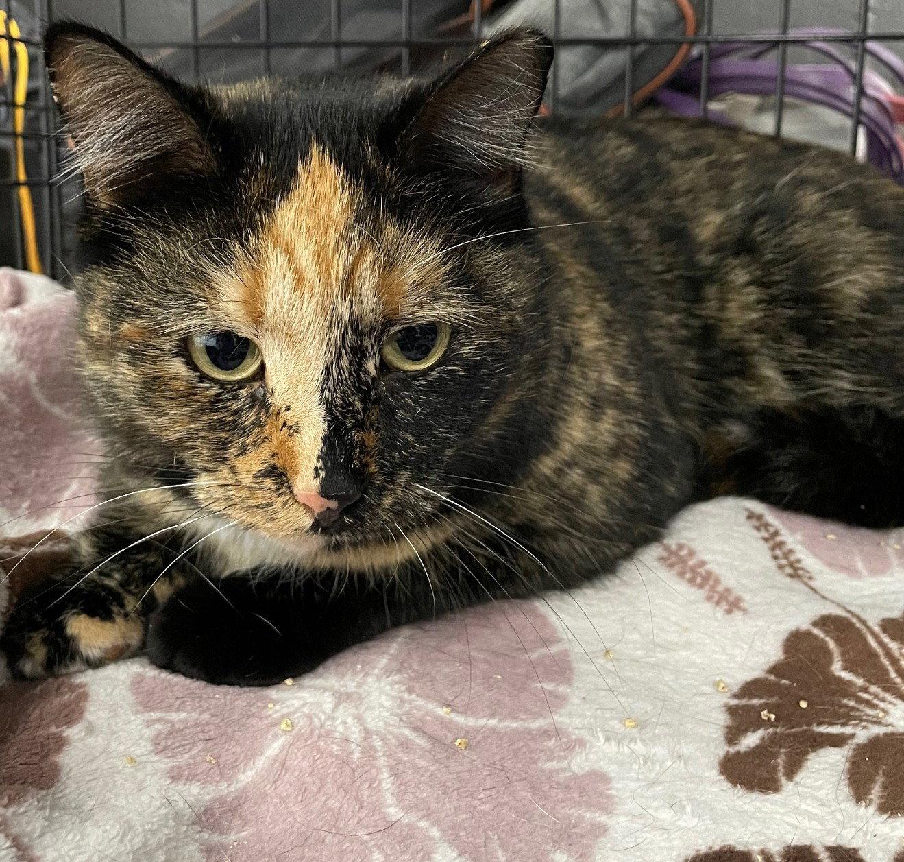 Boggie, a Adopted mixed breed in Island Lake, IL image 2/3