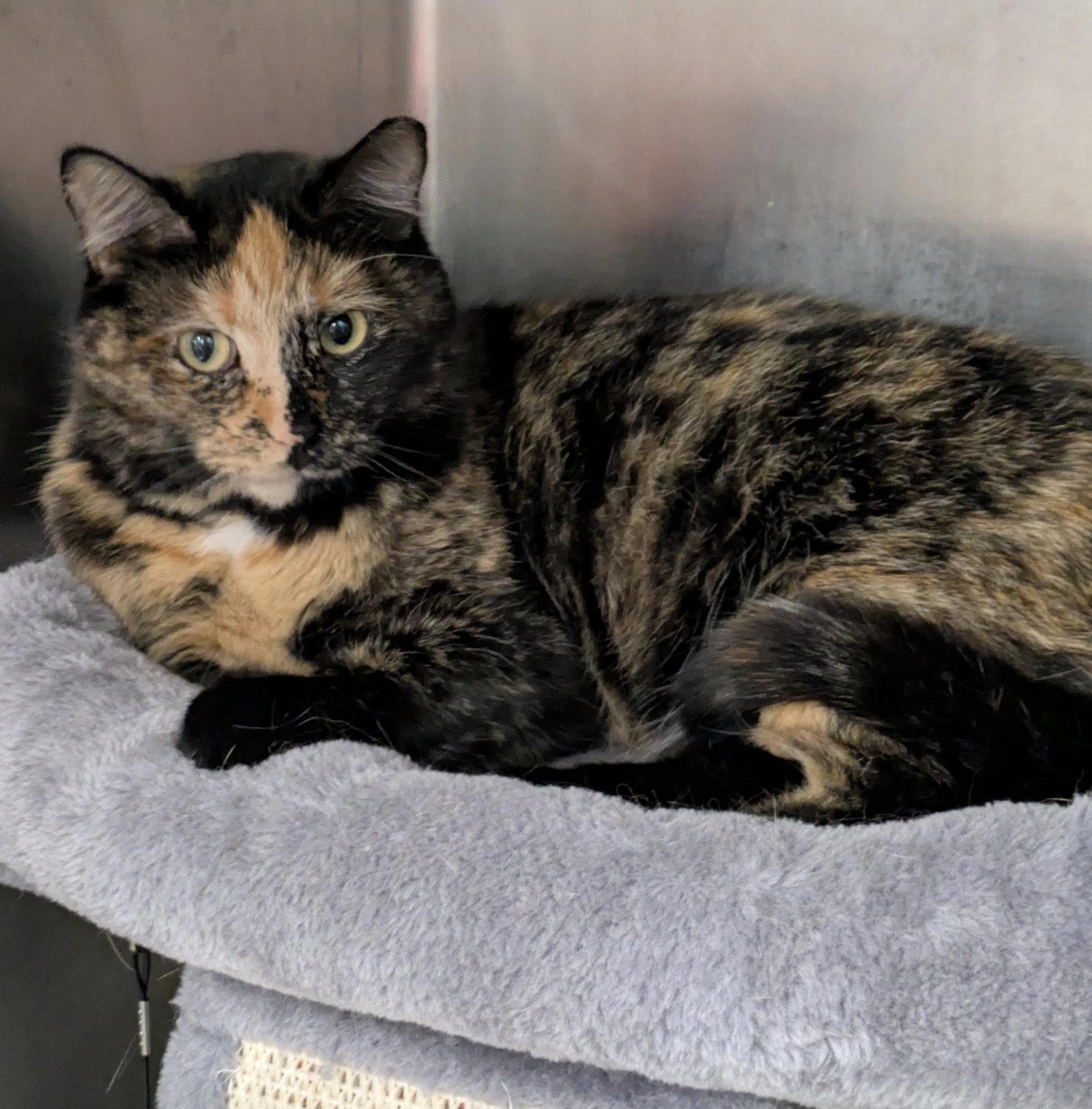 Boggie, a Adopted mixed breed in Island Lake, IL image 3/3
