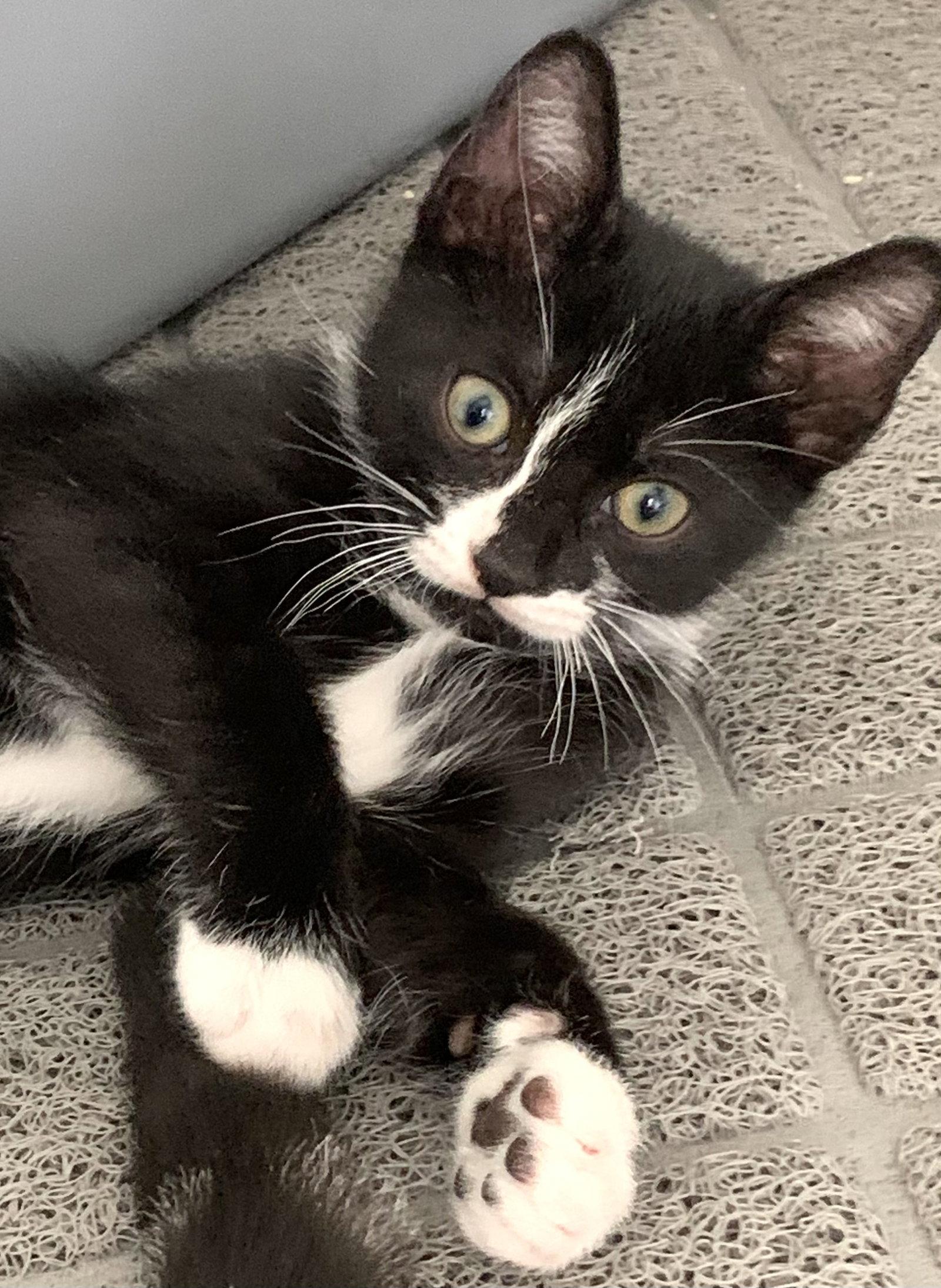Dodger (0421) Adopted, Adopted, Kitten Male Domestic Short Hair.