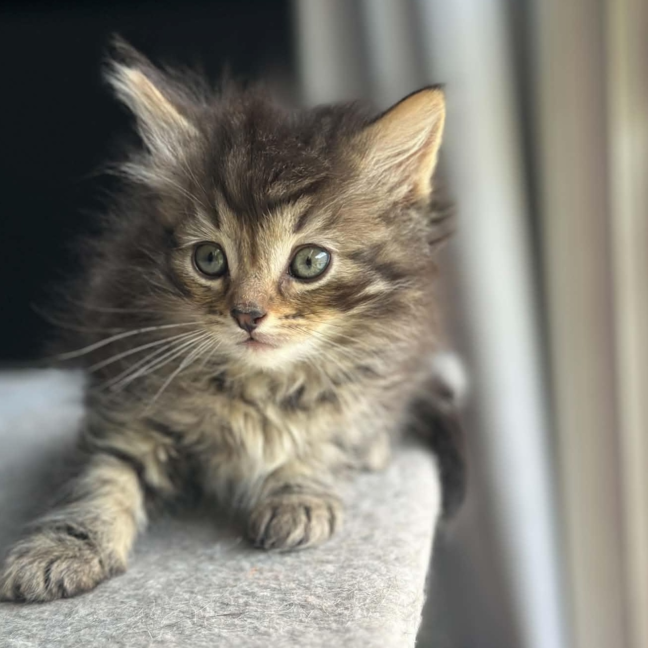 Mos Def, an adopted Domestic Medium Hair in Milwaukee, WI image 1/3