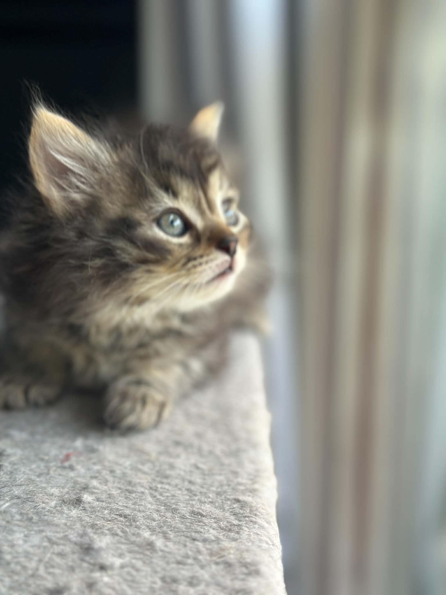 Mos Def, an adopted Domestic Medium Hair in Milwaukee, WI image 2/3