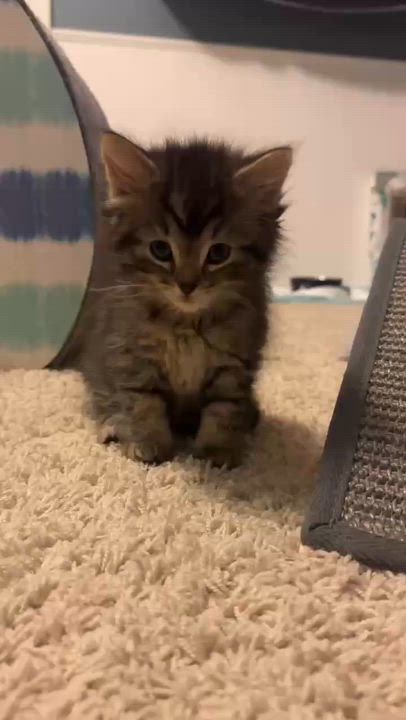 Enlarge Mos Def, an adopted Domestic Medium Hair in Milwaukee, WI video 3/3