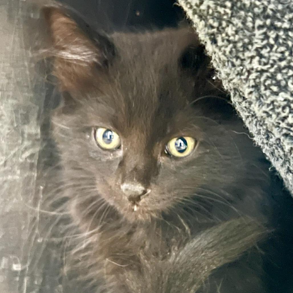 Iowa, a Adoptable Domestic Long Hair in Tacoma, WA image 1/2