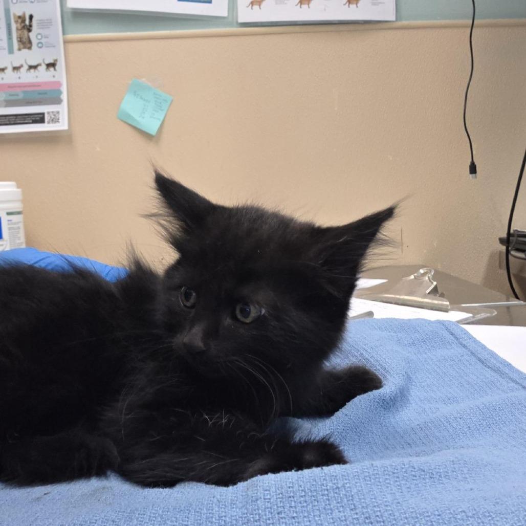 Iowa, a Adoptable Domestic Long Hair in Tacoma, WA image 2/2