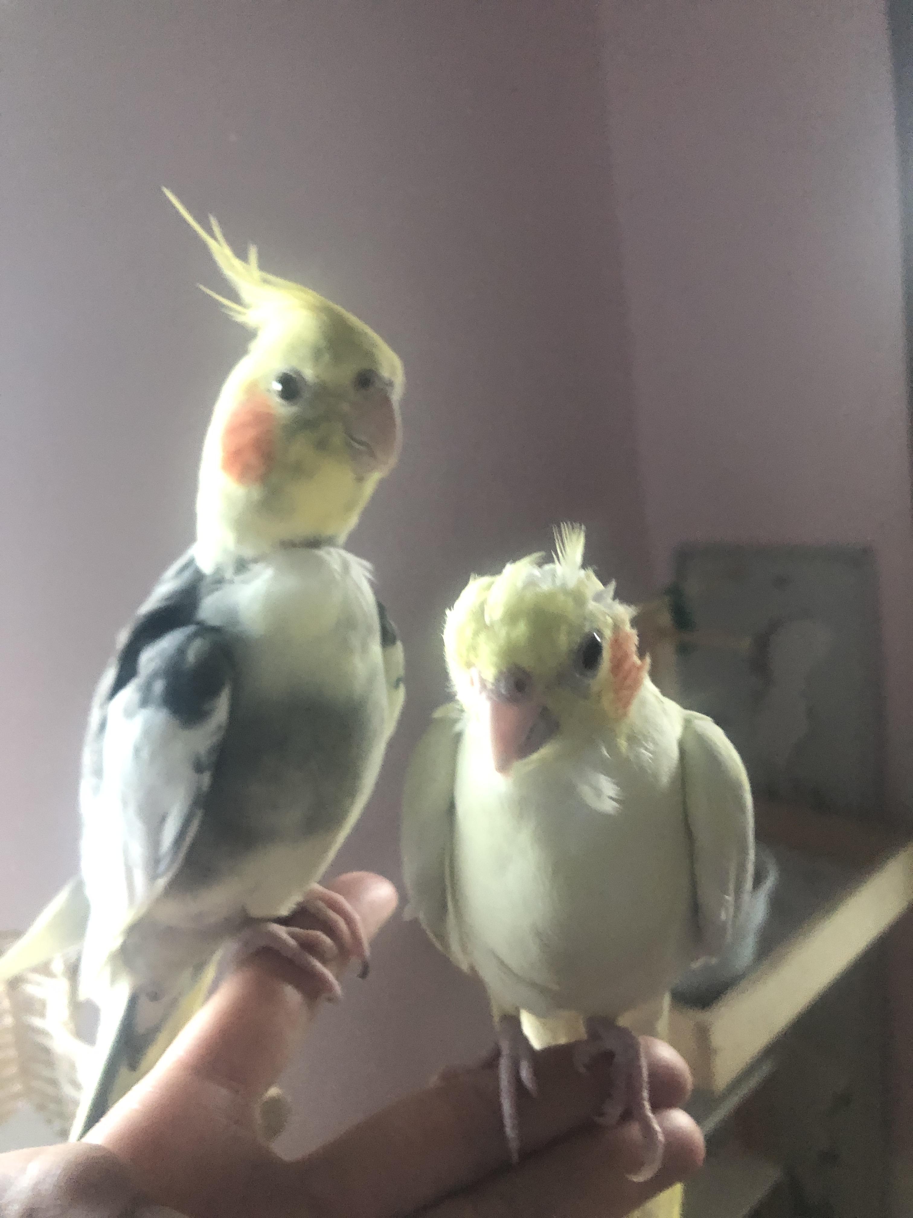 Enlarge Buttons & Kiwi, a Adopted Cockatiel in Salt Lake City, UT image 1/2