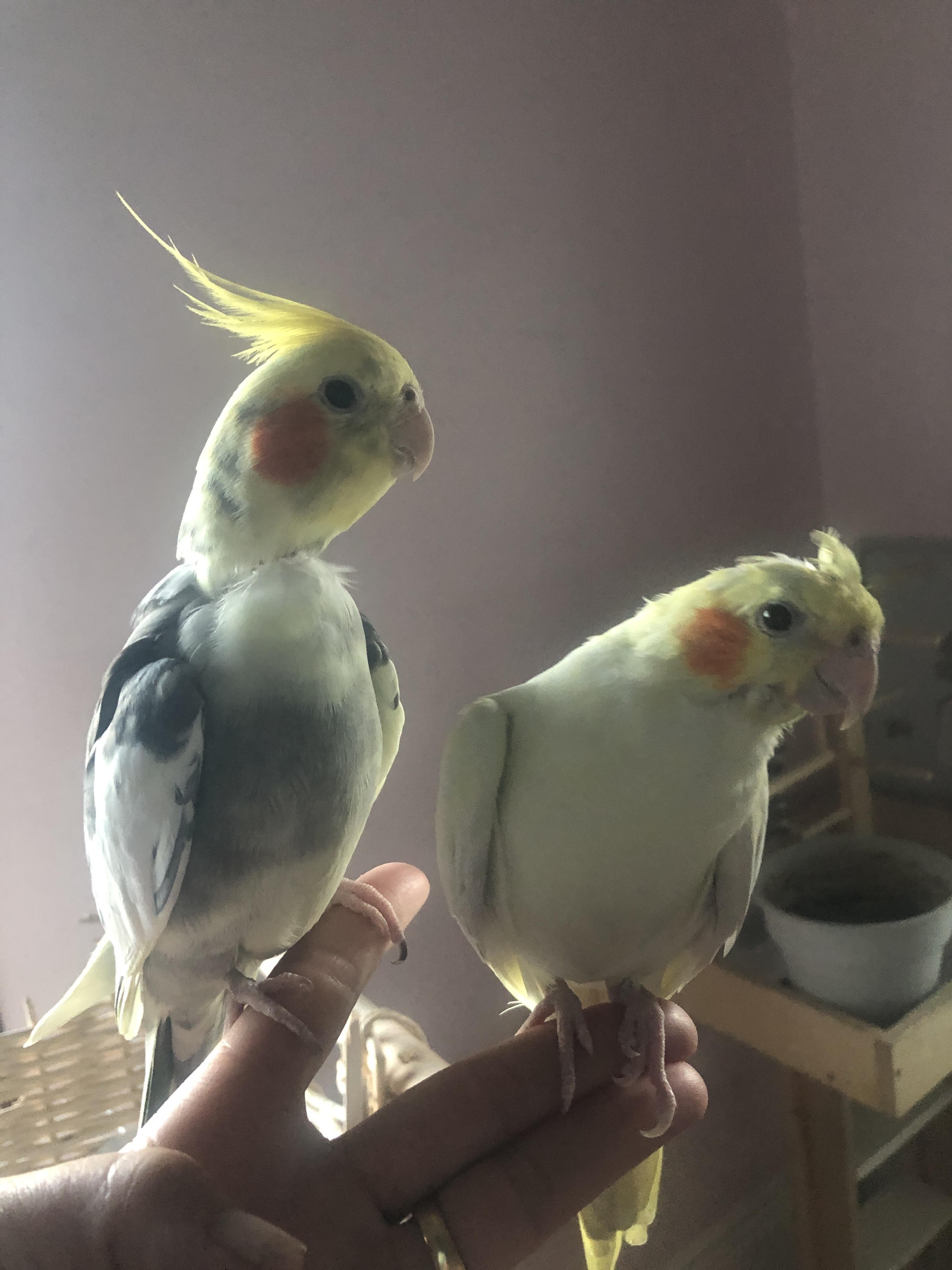 Enlarge Buttons & Kiwi, a Adopted Cockatiel in Salt Lake City, UT image 2/2