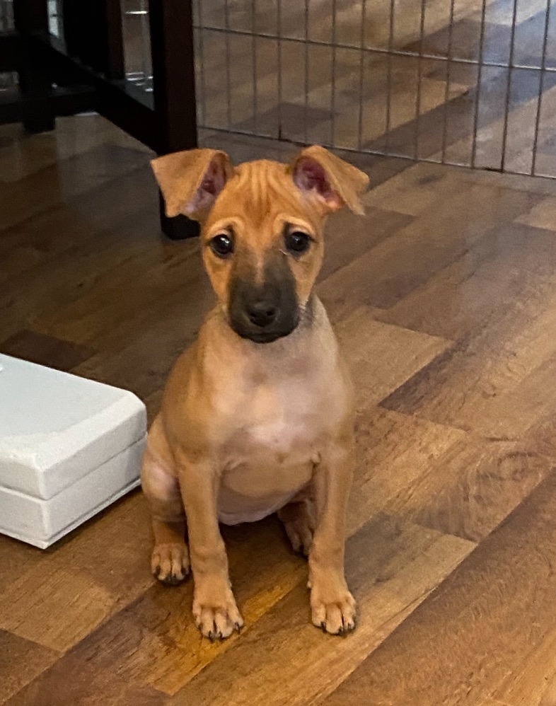 Daisy, a Adopted mixed breed in Sycamore, IL image 1/5