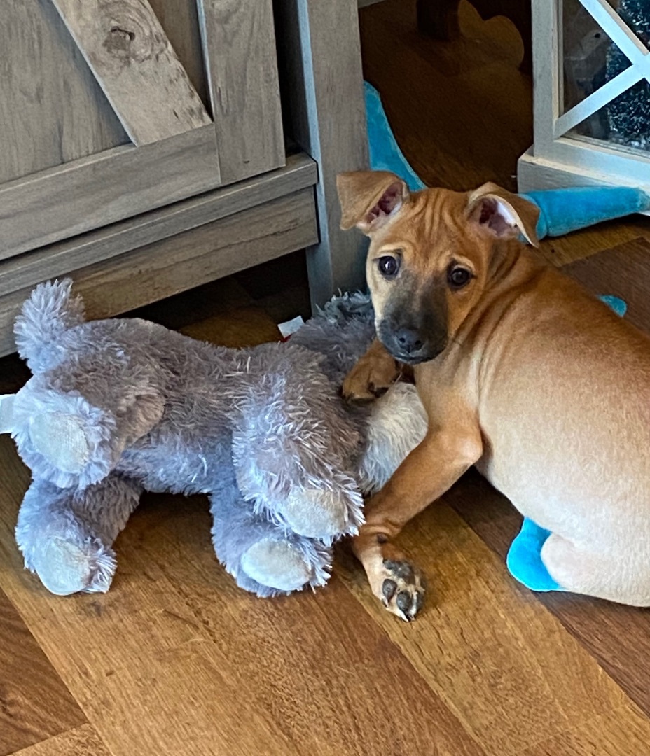 Daisy, a Adopted mixed breed in Sycamore, IL image 2/5