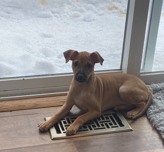 Daisy, a Adopted mixed breed in Sycamore, IL image 4/5