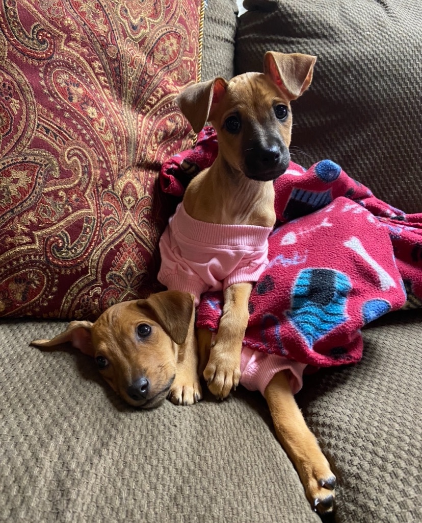 Daisy, a Adopted mixed breed in Sycamore, IL image 5/5