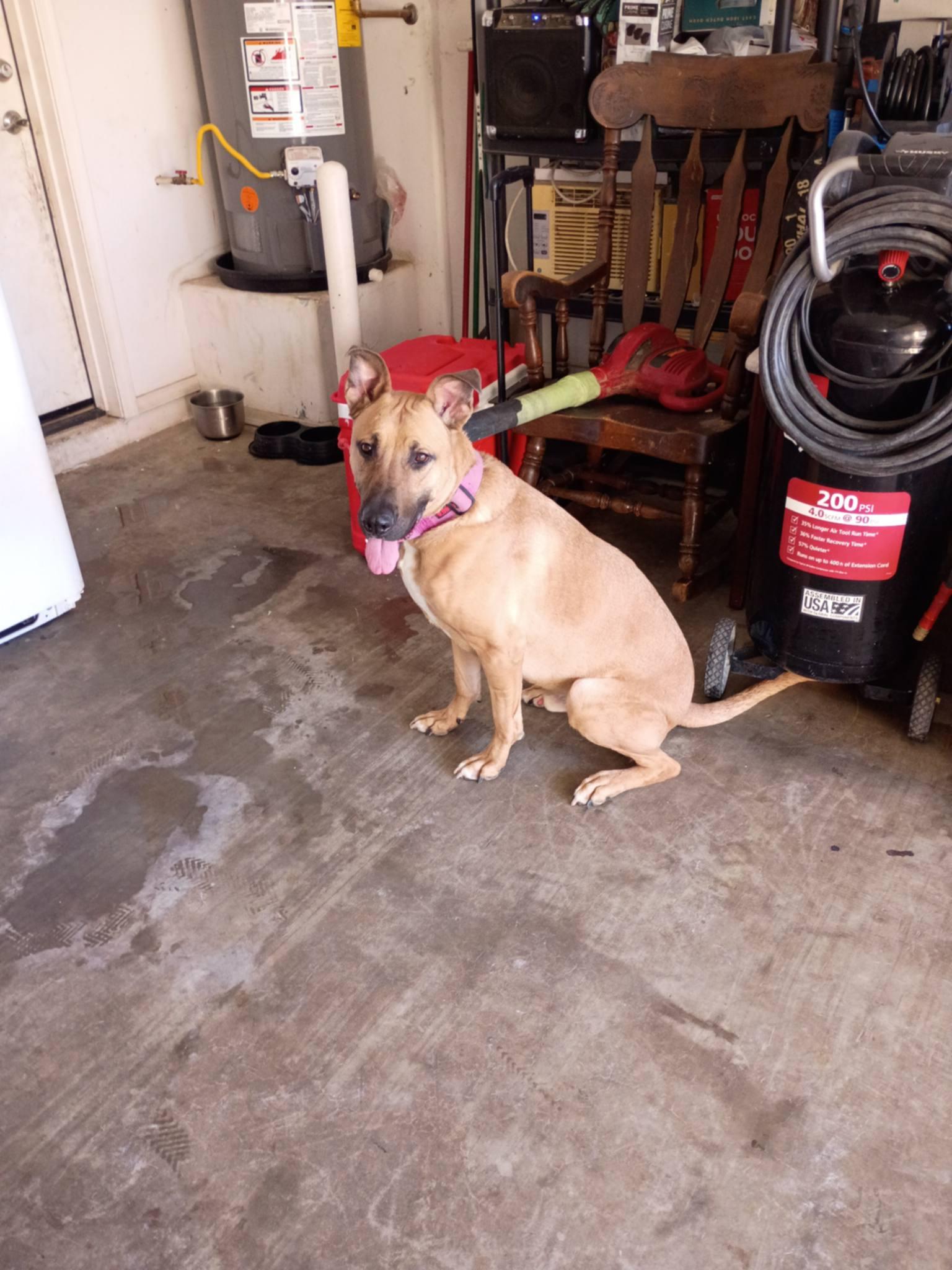 Ine (Courtesy post), Adoptable, Young Male Black Mouth Cur.