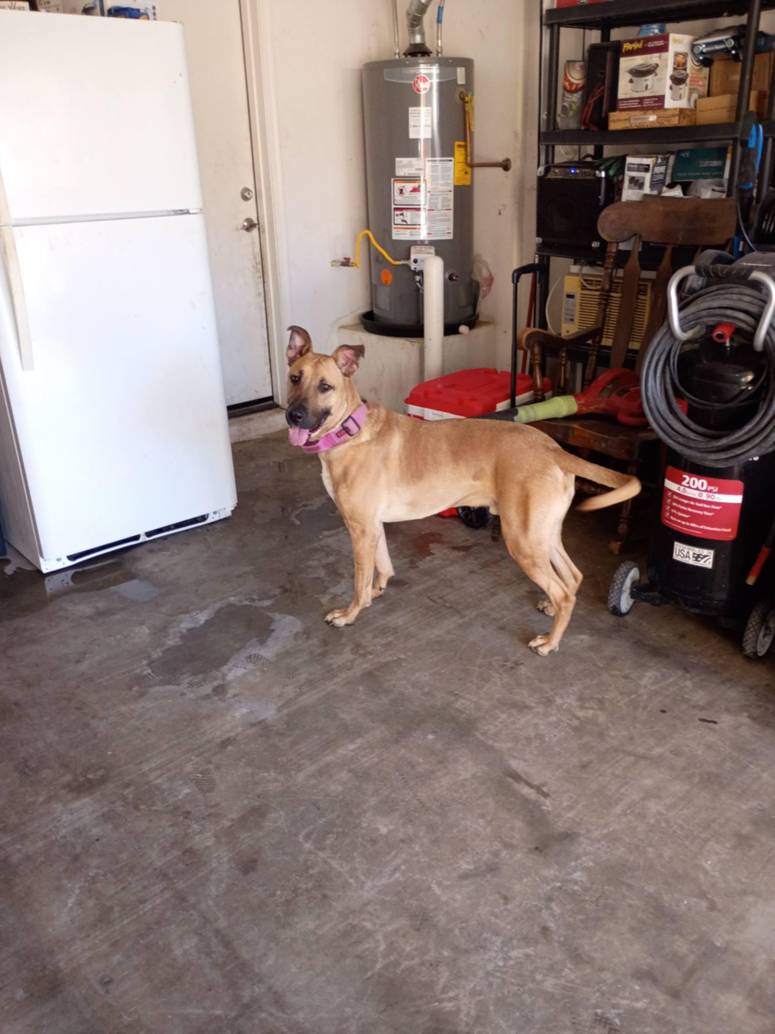 Ine (Courtesy post), a Adoptable Black Mouth Cur in Phoenix, AZ image 3/3