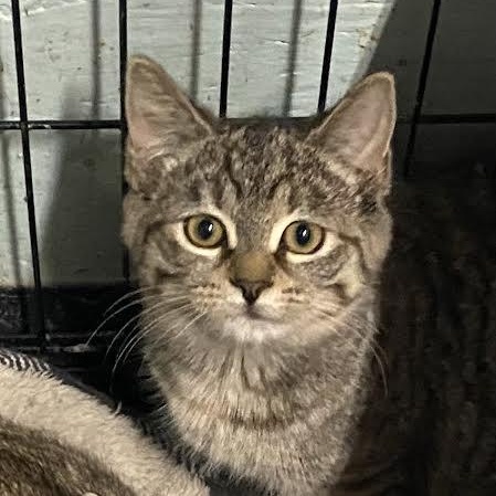 Foxy, adopted, Kitten Female Tabby.