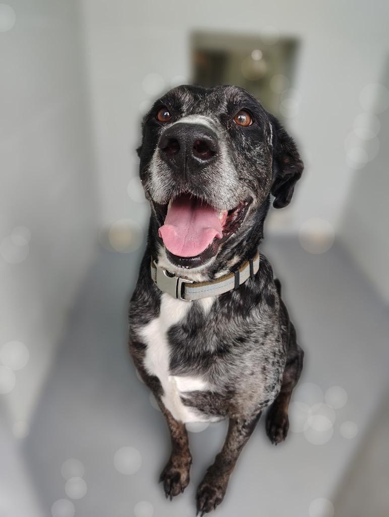 Enlarge Apollo (Cell Dog), a Adoptable Catahoula Leopard Dog in Labelle, FL image 1/1