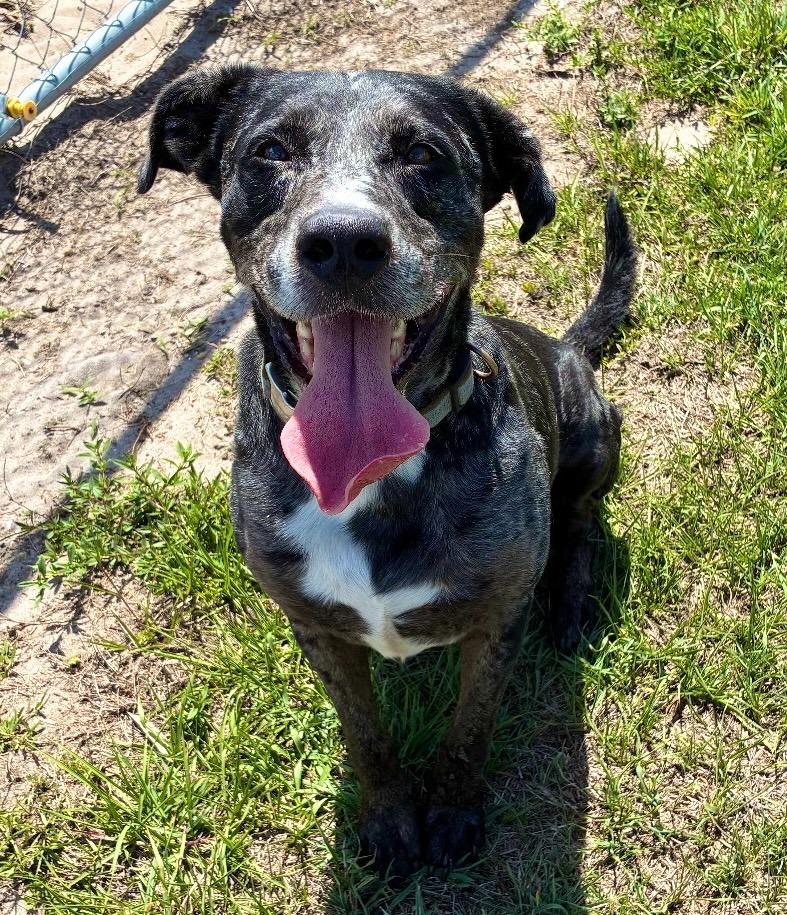 Apollo (Cell Dog), a Adoptable Catahoula Leopard Dog in Labelle, FL image 2/3