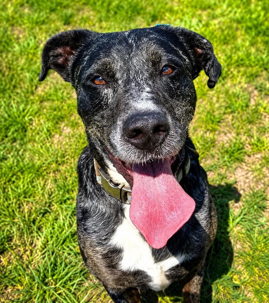Apollo (Cell Dog), a Adoptable Catahoula Leopard Dog in Labelle, FL image 3/3