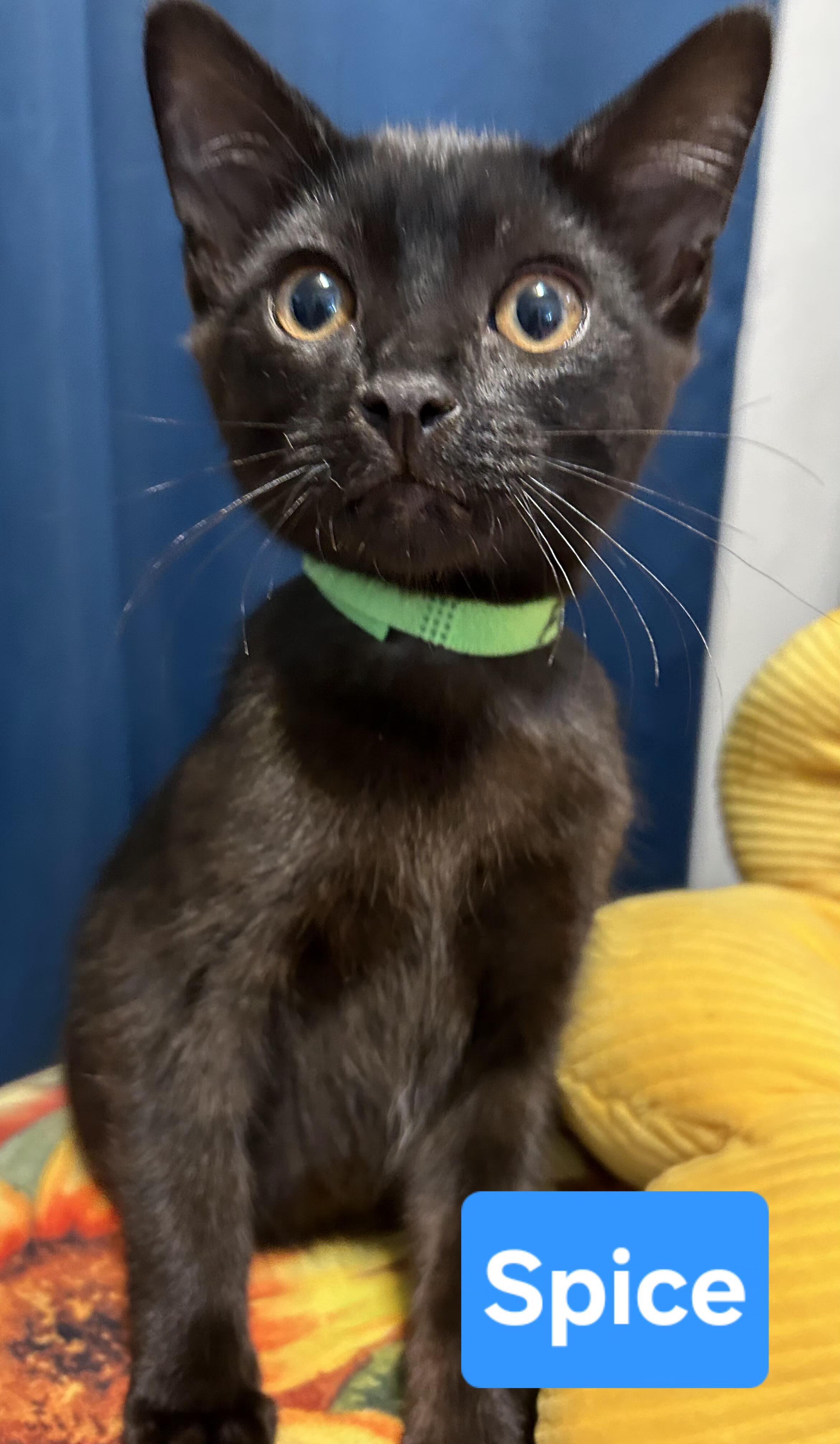 Spice, Adoptable, Kitten Female Domestic Short Hair.