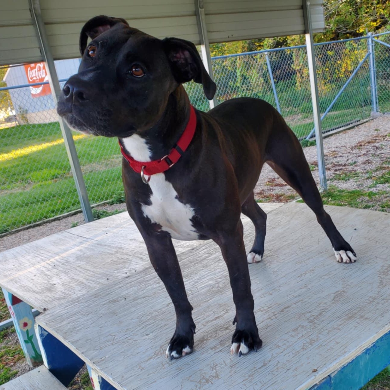 Damon, Adoptable, Adult Male Boxer & Pit Bull Terrier.