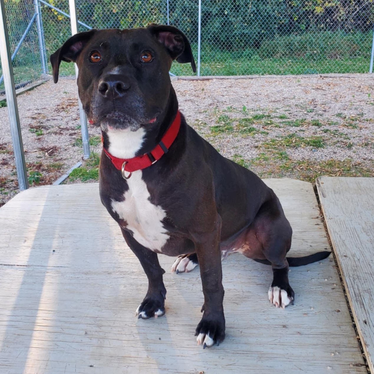 Damon, a Adoptable mixed breed in Hutchinson, MN image 3/6