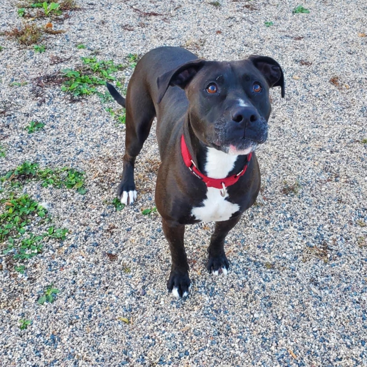 Damon, a Adoptable mixed breed in Hutchinson, MN image 4/6