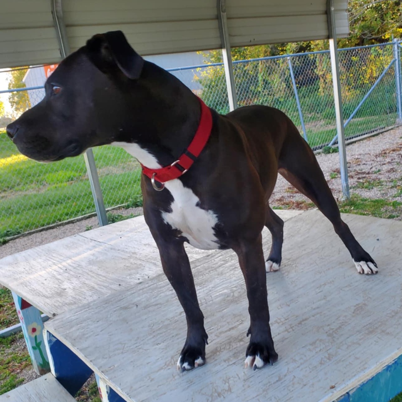 Damon, a Adoptable mixed breed in Hutchinson, MN image 5/6