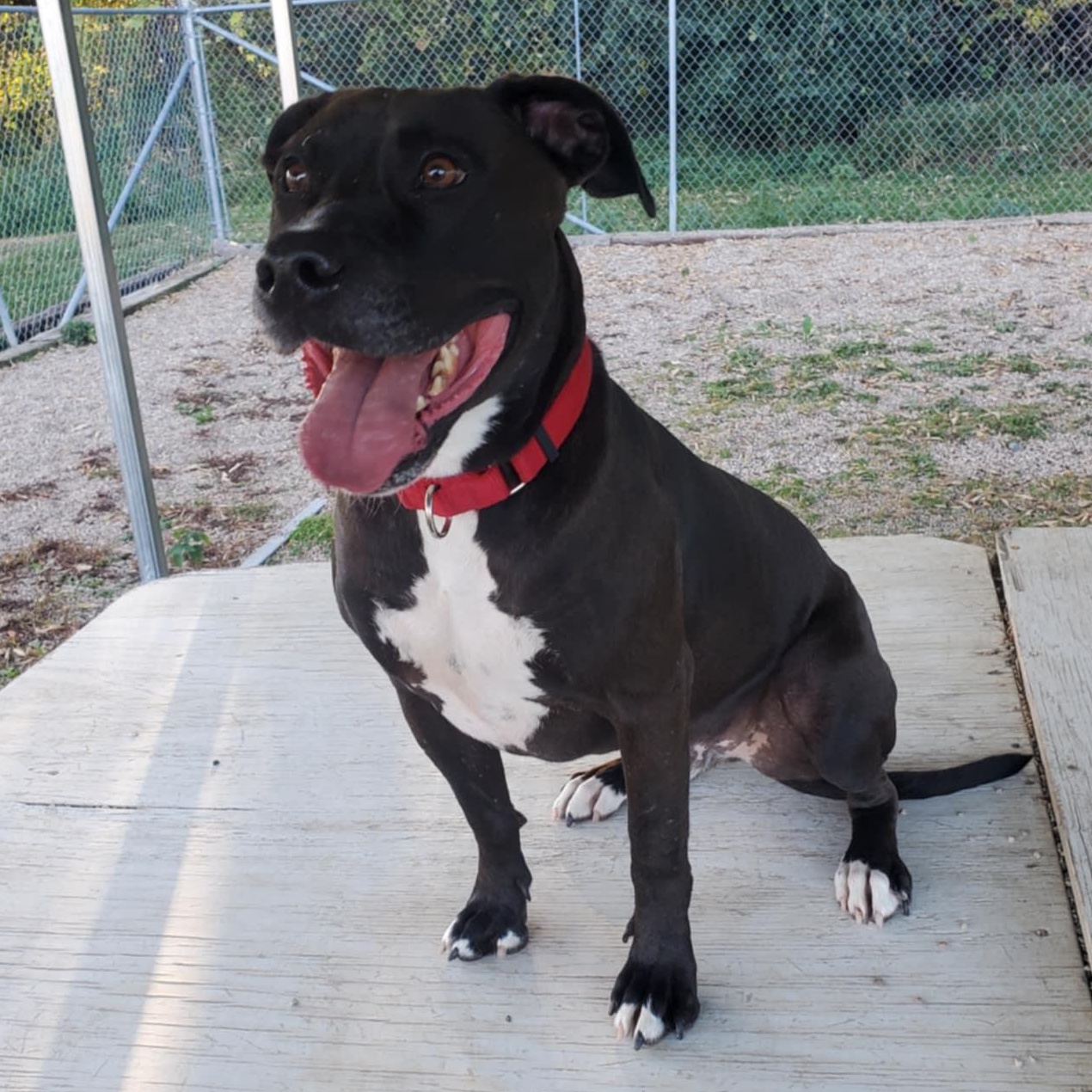 Damon, a Adoptable mixed breed in Hutchinson, MN image 6/6