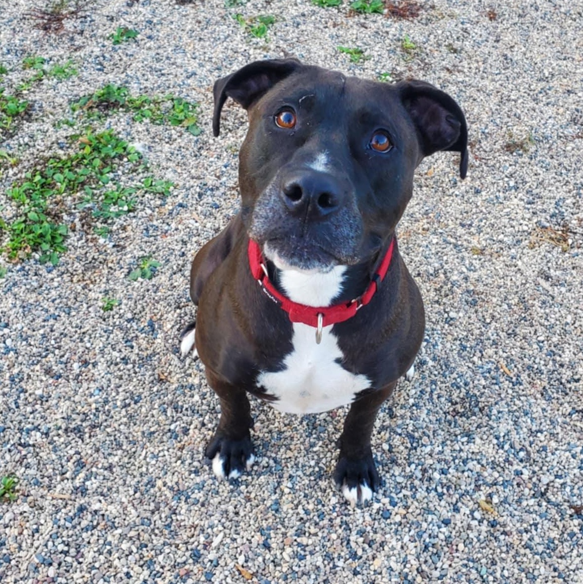 Damon, a Adoptable mixed breed in Hutchinson, MN image 2/6