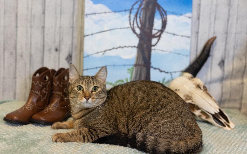 Enlarge Bruce, a Adoptable mixed breed in Roanoke, TX image 2/3