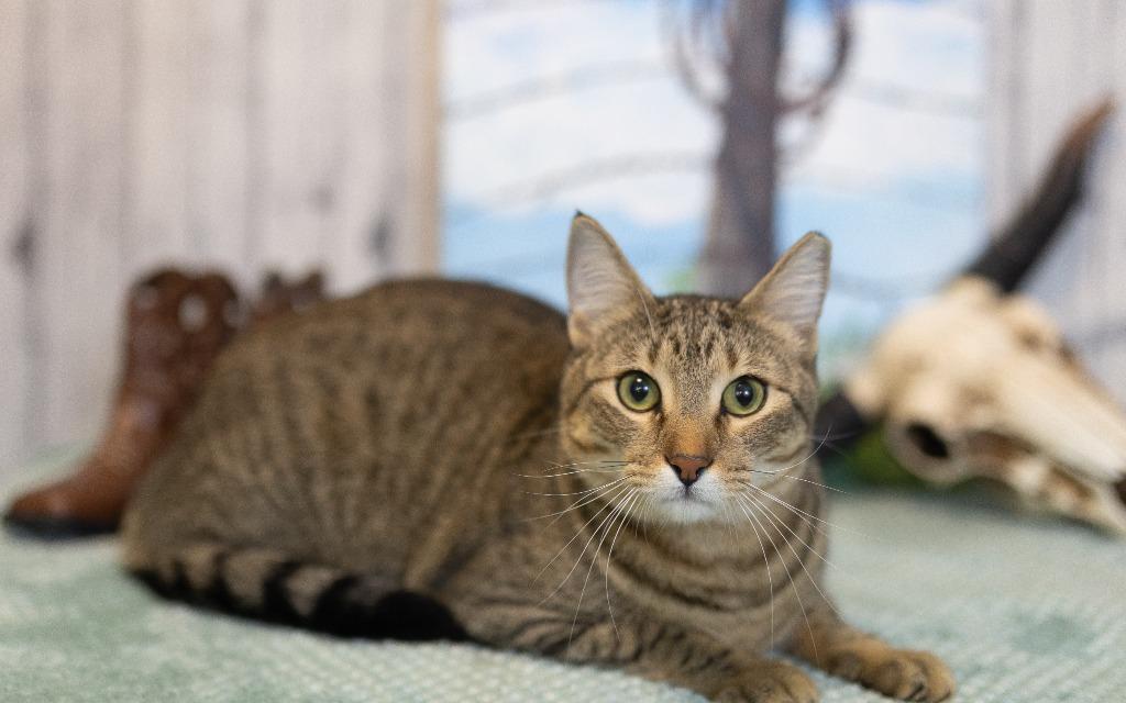 Enlarge Bruce, a Adoptable mixed breed in Roanoke, TX image 3/3