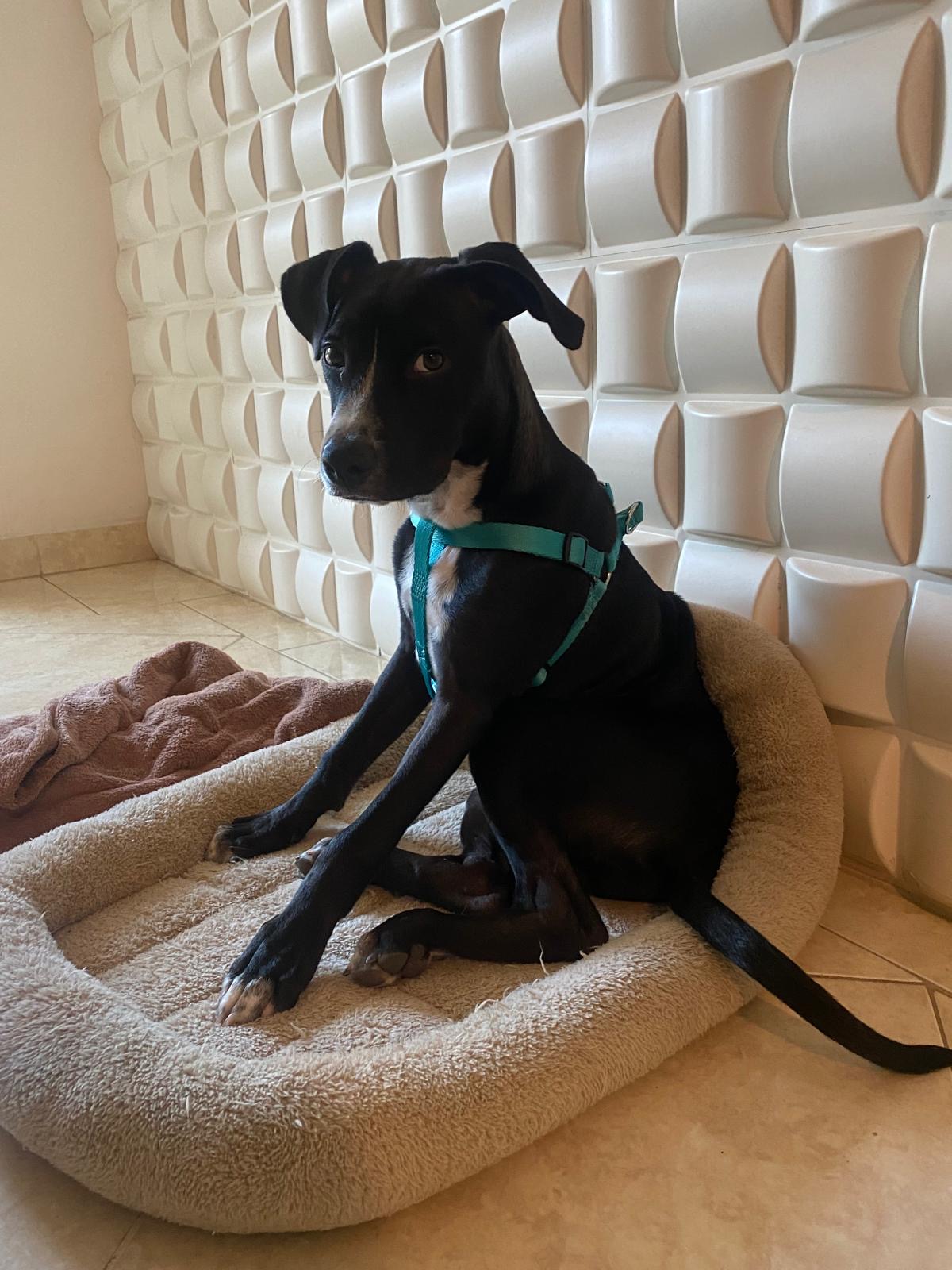 Bembe, Adopted, Young Male American Staffordshire Terrier & Black Labrador Retriever.