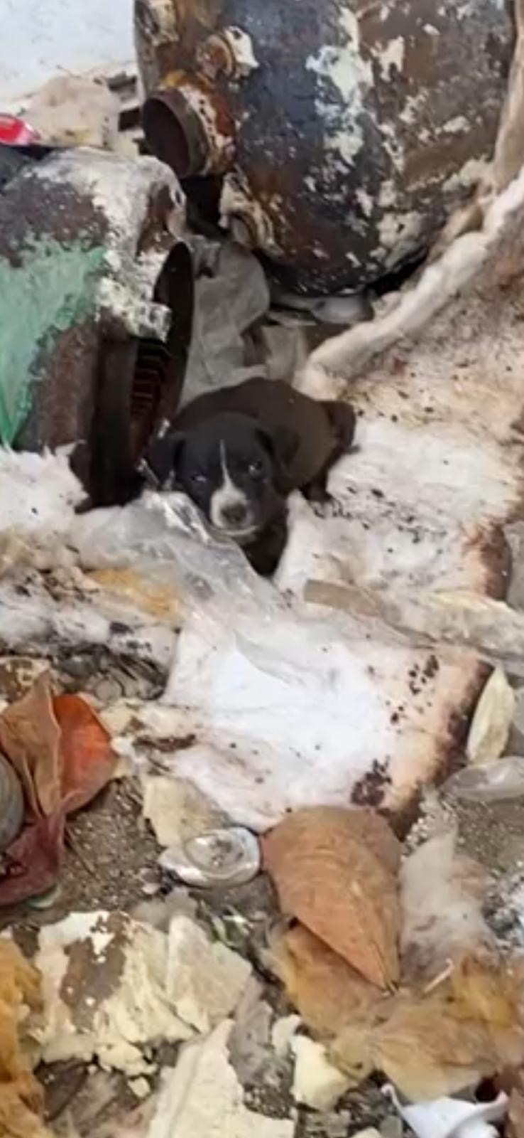 Bembe, a Adopted mixed breed in North Vancouver, BC image 2/6