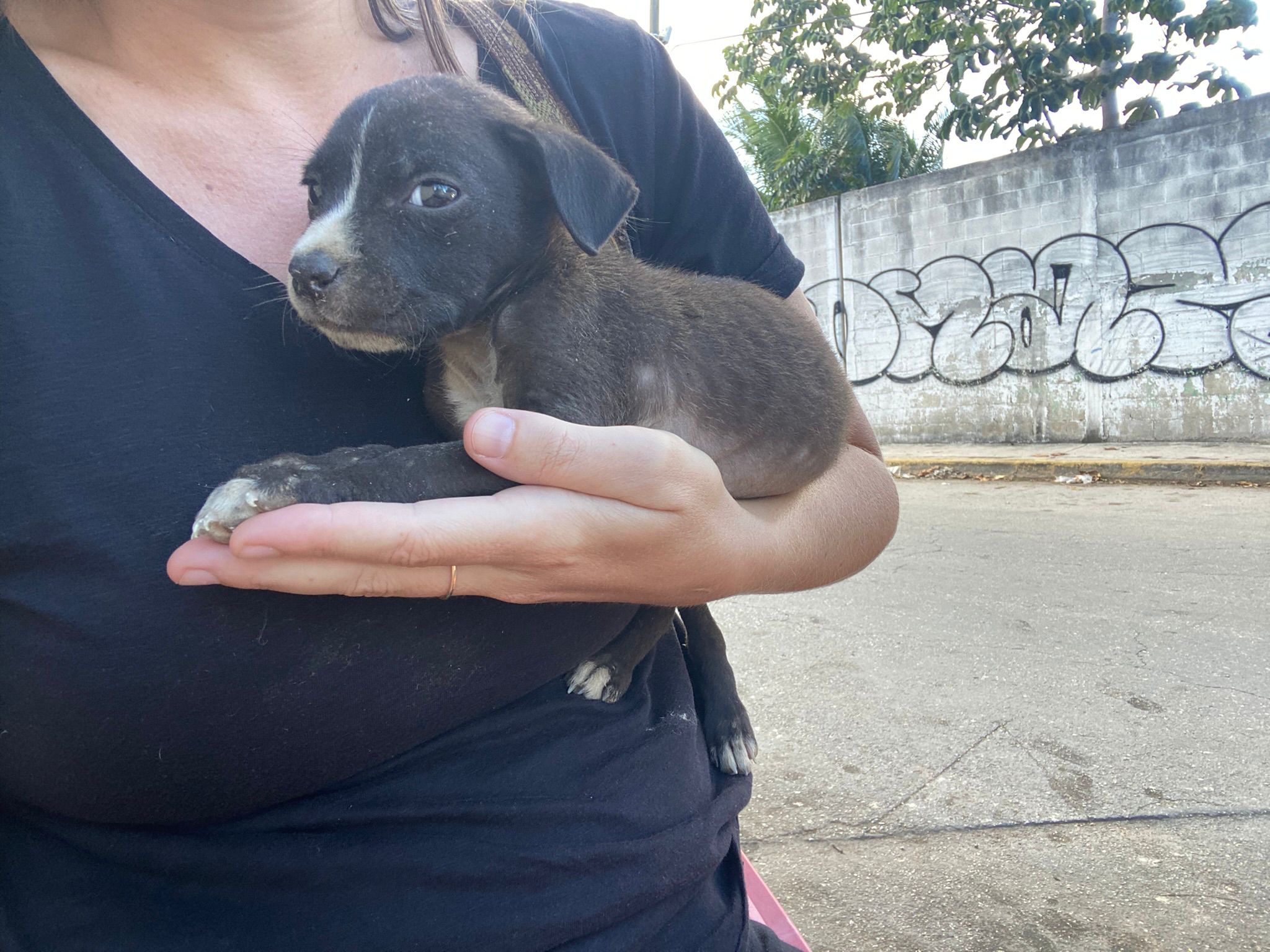 Bembe, a Adopted mixed breed in North Vancouver, BC image 3/6