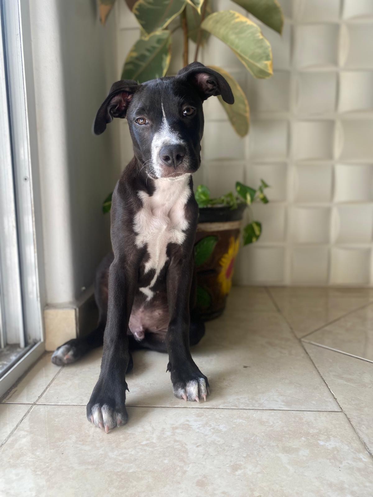 Bembe, a Adopted mixed breed in North Vancouver, BC image 4/6