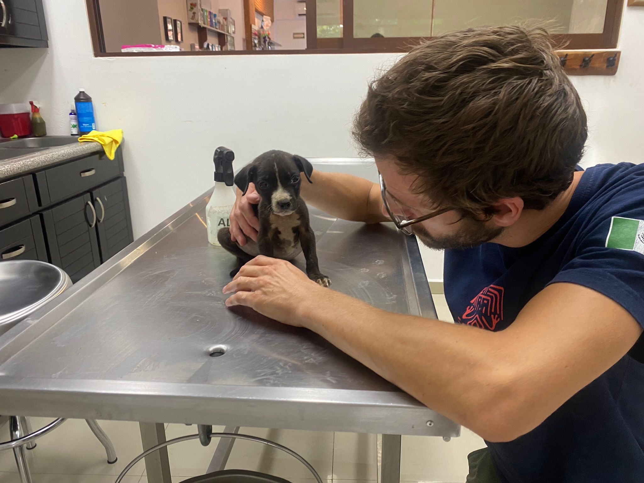 Bembe, a Adopted mixed breed in North Vancouver, BC image 5/6