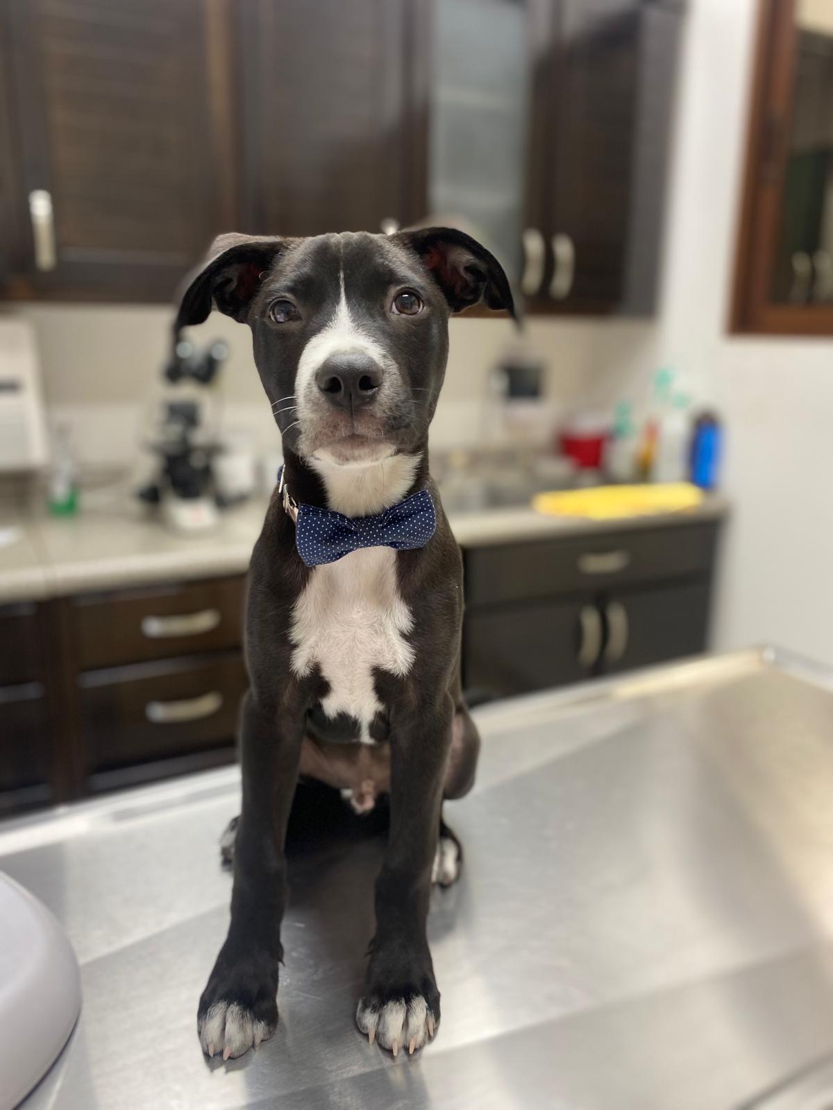 Bembe, a Adopted mixed breed in North Vancouver, BC image 6/6