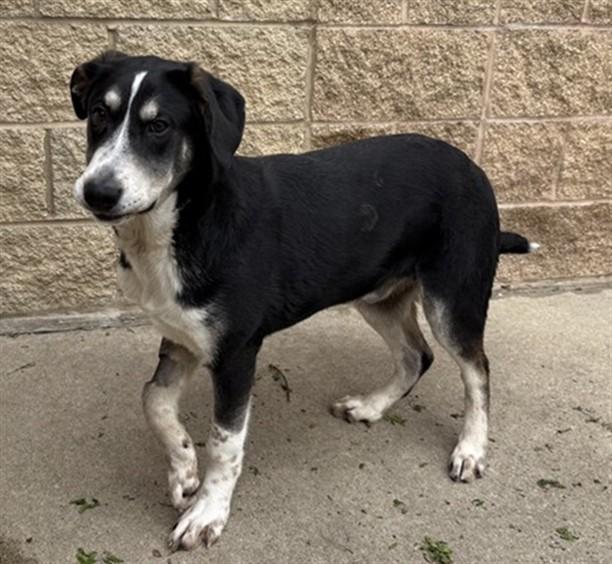 MAX, Adoptable, Young Male German Shepherd Dog & Mixed Breed.