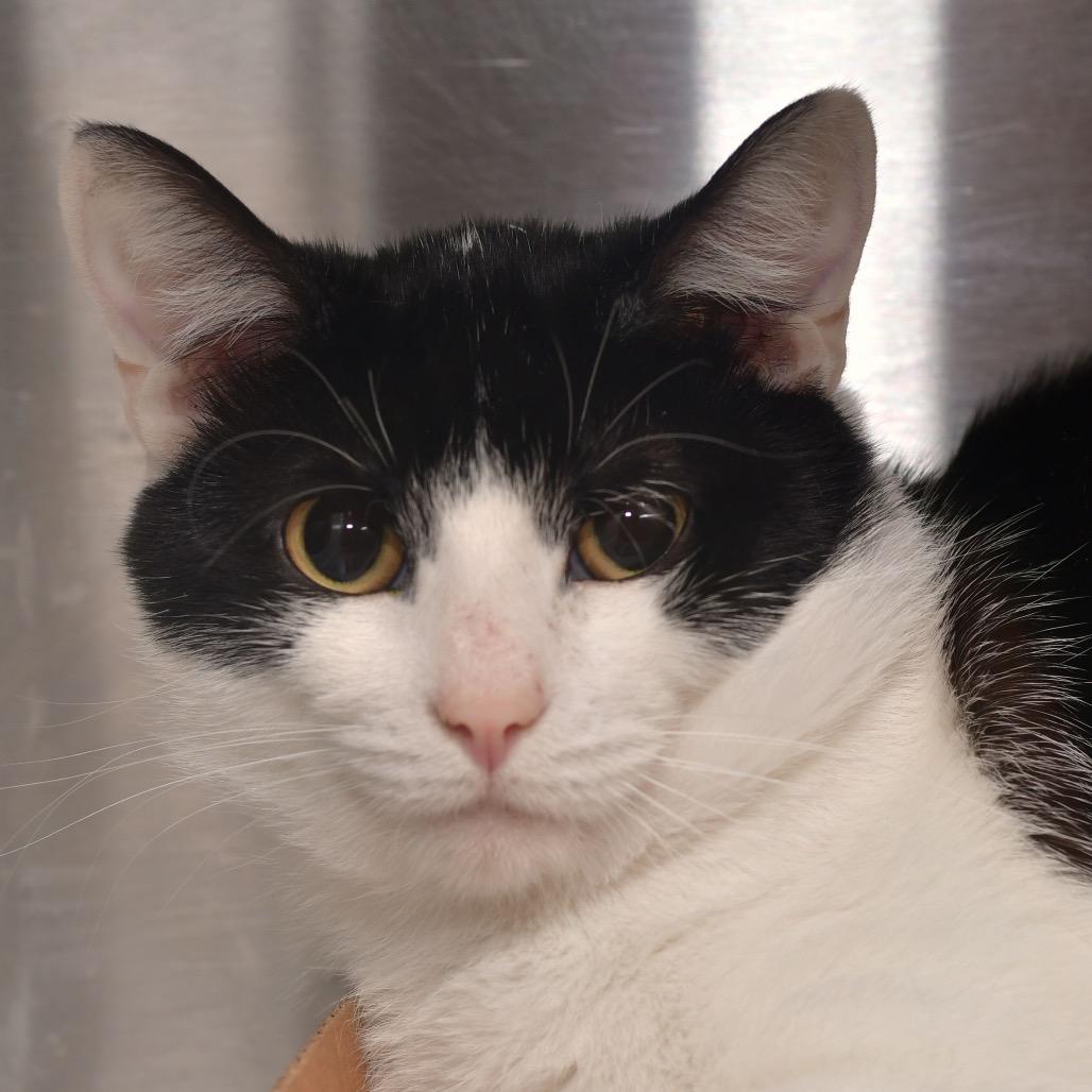 Enlarge Memphis, a Adoptable Domestic Short Hair in Ottawa, KS image 1/1